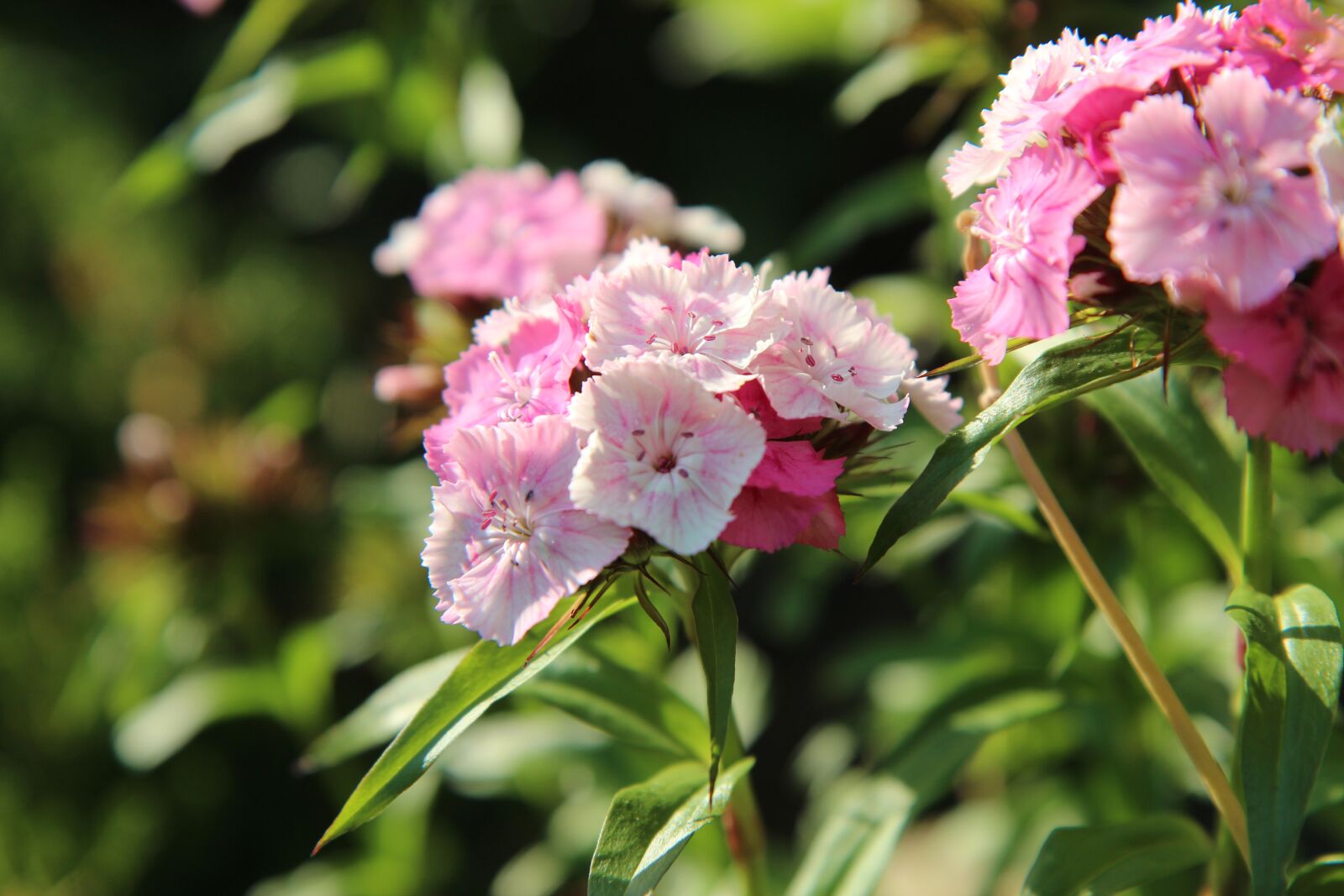 Canon EOS 600D (Rebel EOS T3i / EOS Kiss X5) sample photo. œillet, sweet william, flowering photography