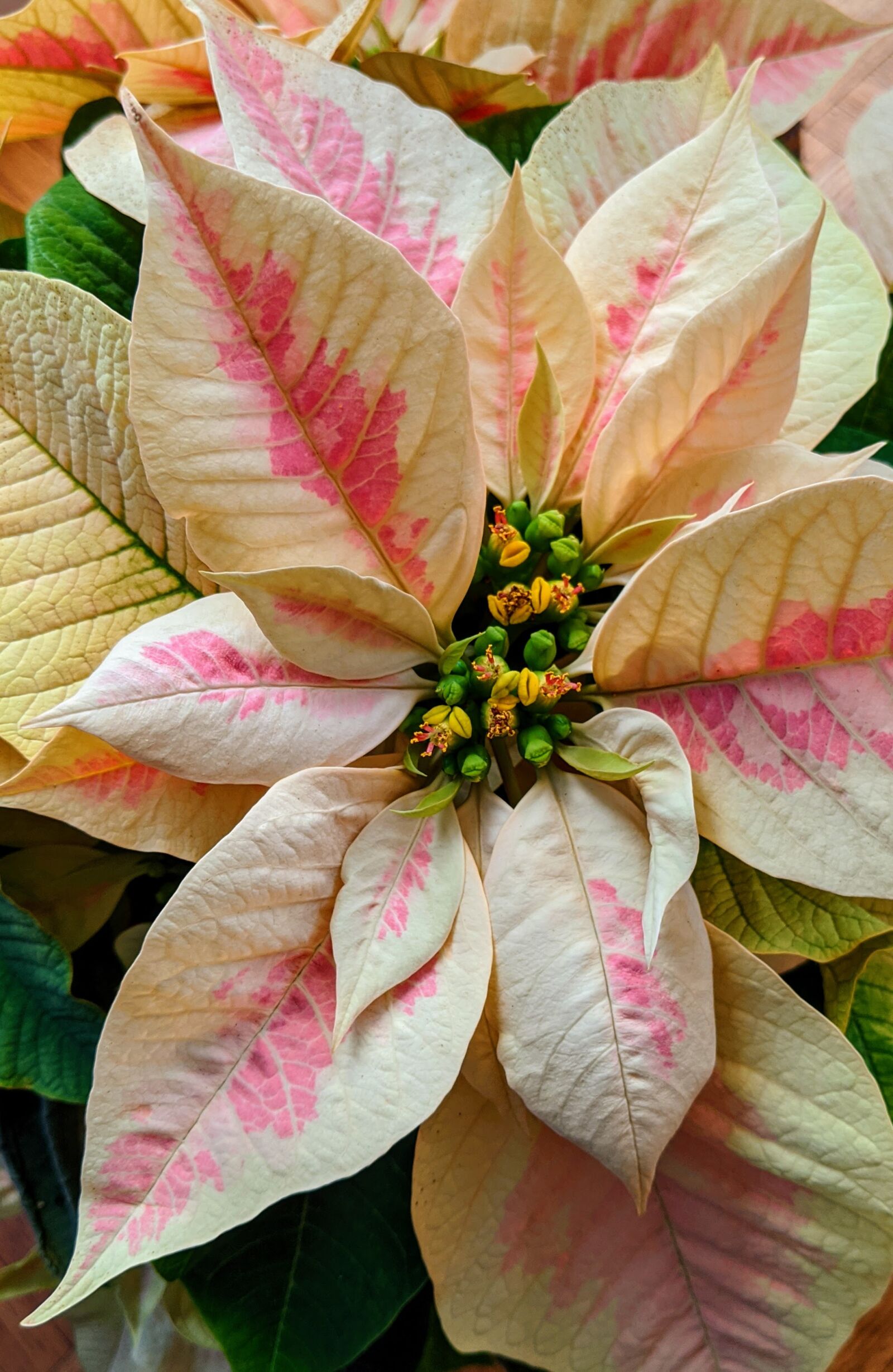 Google Pixel 3 XL sample photo. Yellow poinsettia, poinsettia, poinsettia photography