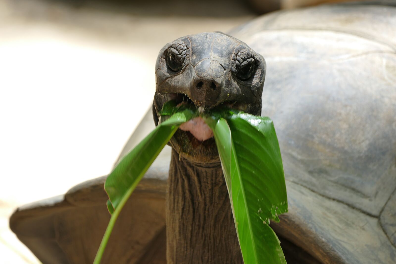 Panasonic Lumix DMC-FZ1000 sample photo. Turtle, giant tortoise, seychelles photography