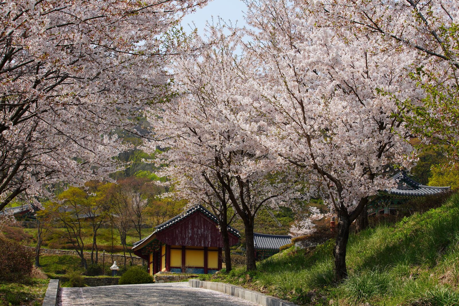 Canon EF 70-200mm F2.8L USM sample photo. Korea, temple, flower photography