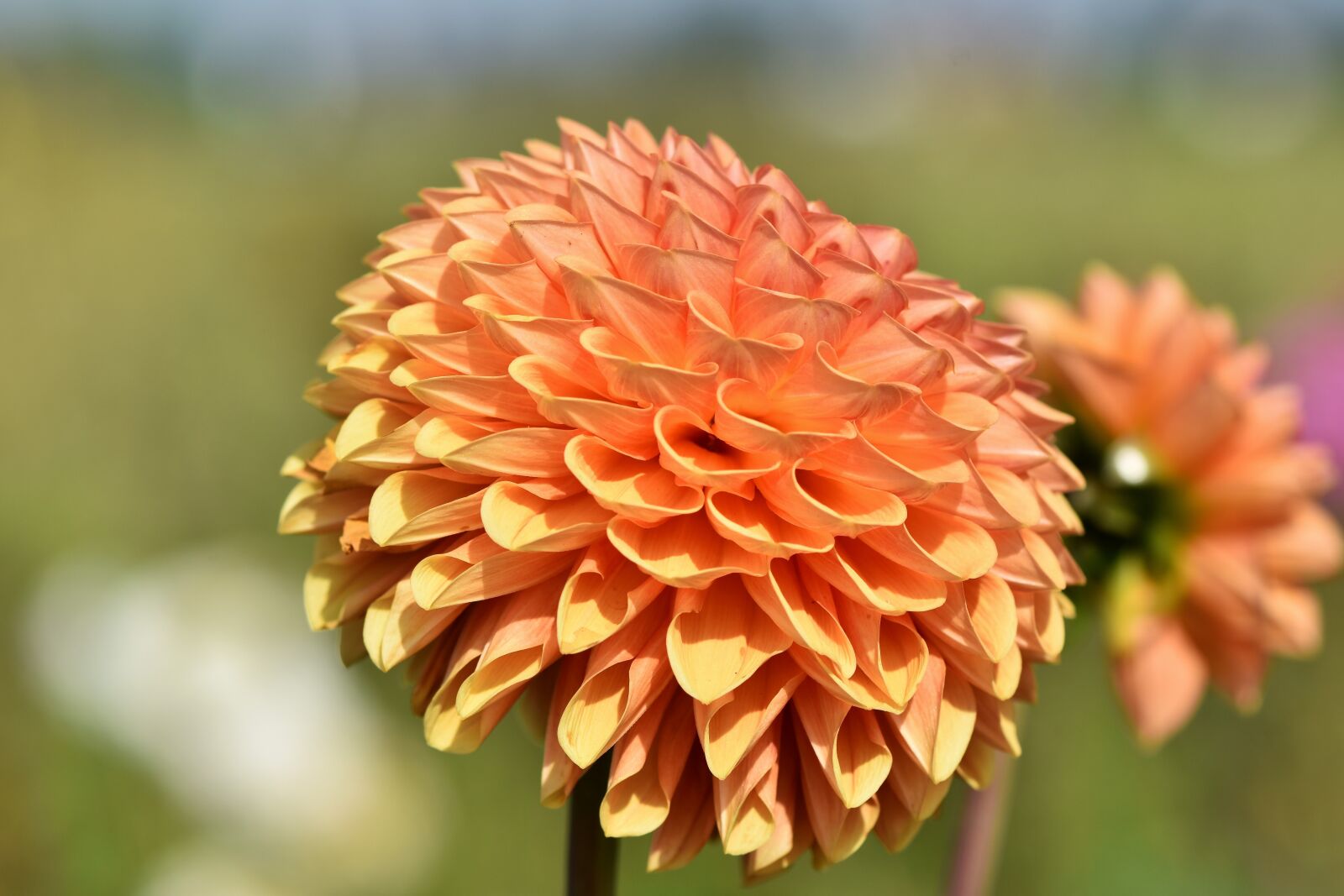 Nikon D7200 sample photo. Dahlia, dahlias bud, flower photography