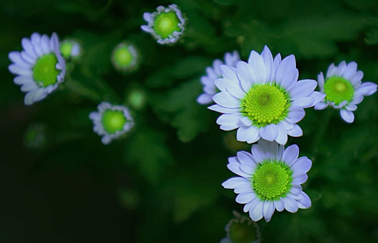 Sony Alpha NEX-F3 + Sony E 18-55mm F3.5-5.6 OSS sample photo. Flower, natural, chrysanthemum photography