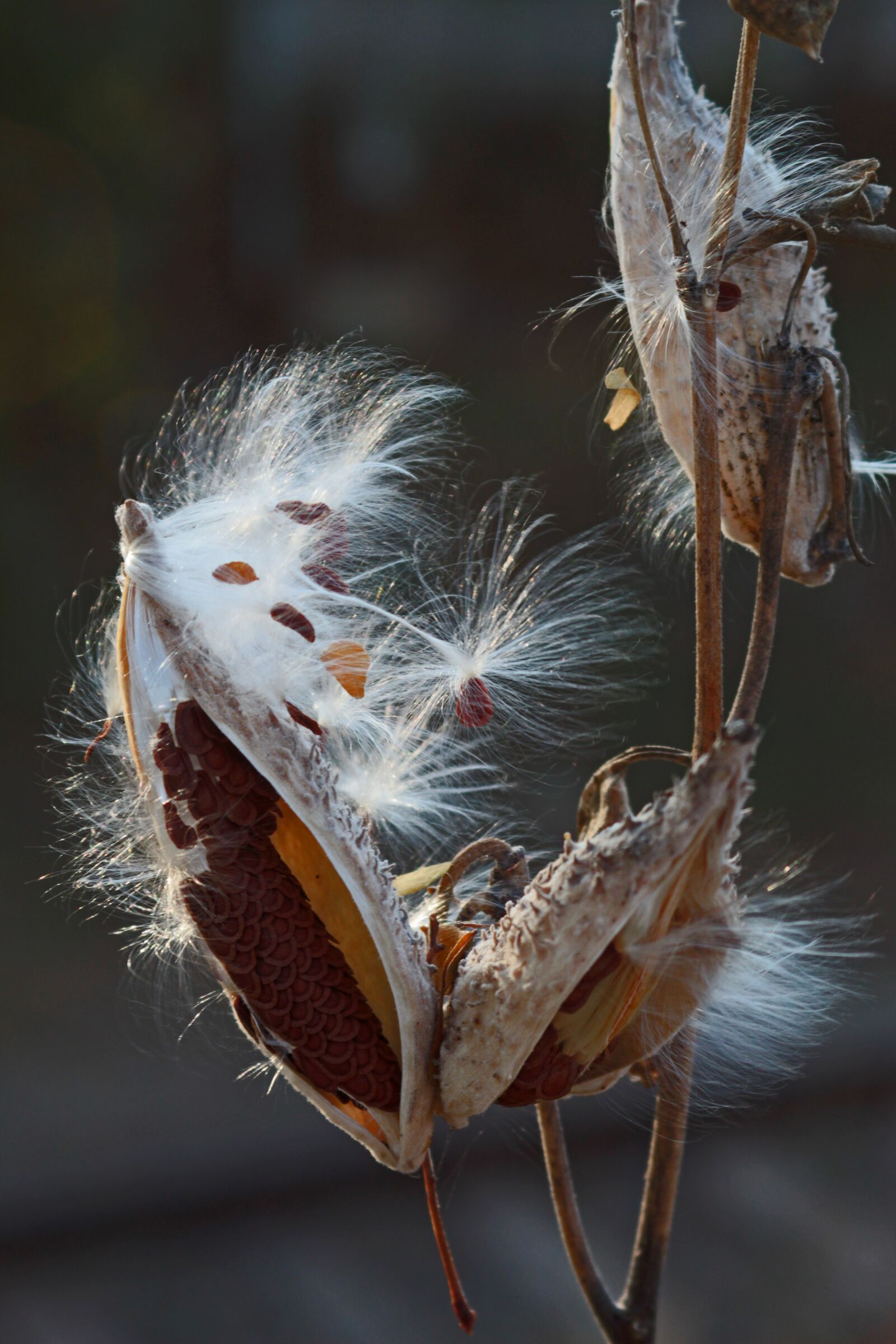 Canon EF 28-90mm f/4-5.6 sample photo. Mag, plant, nature photography