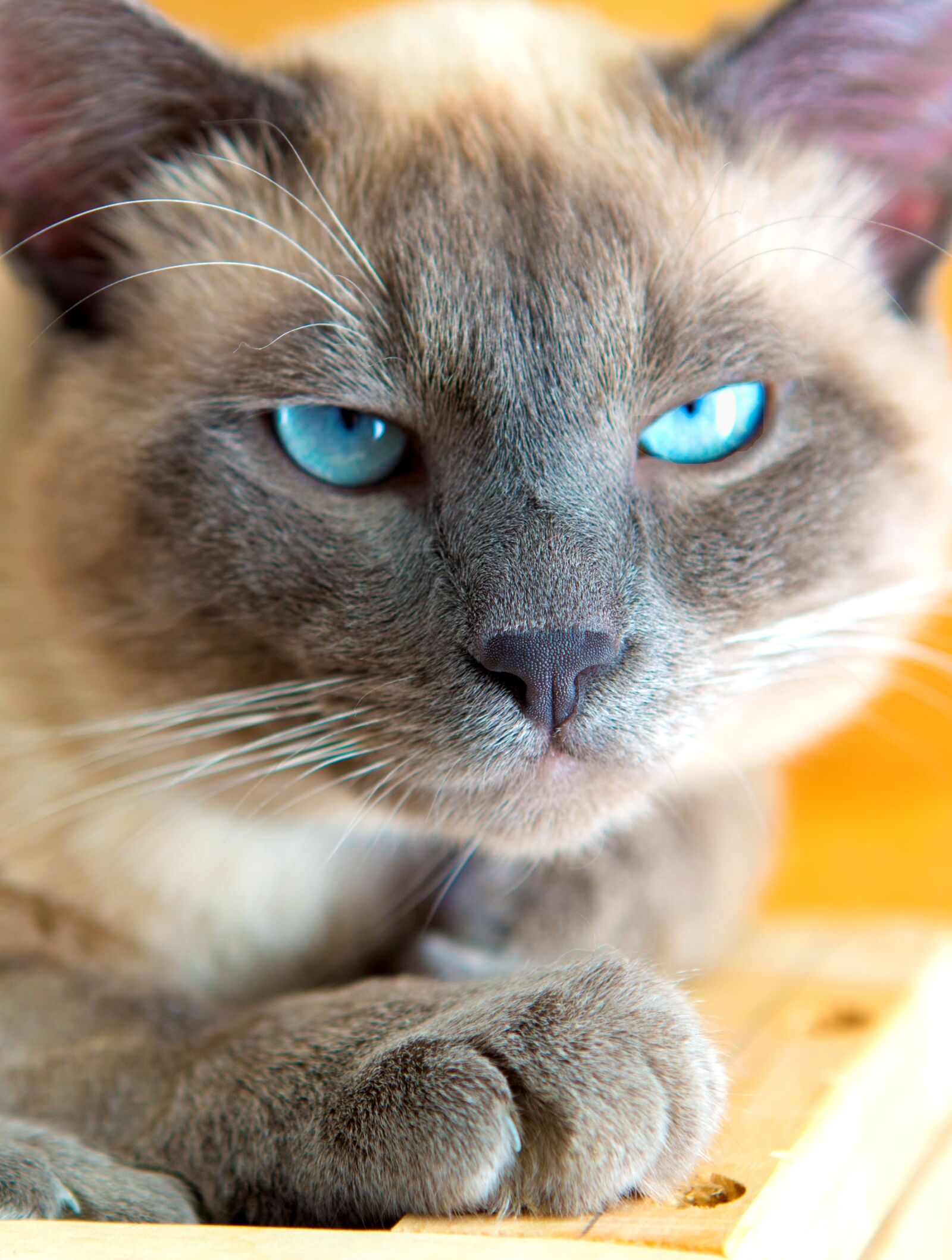 Canon EF 24-70mm F2.8L USM sample photo. Cute, animals, little photography