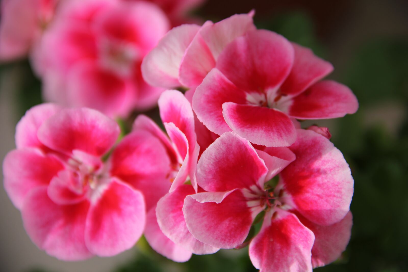 Canon EOS 550D (EOS Rebel T2i / EOS Kiss X4) sample photo. Geraniums, nature, plant photography