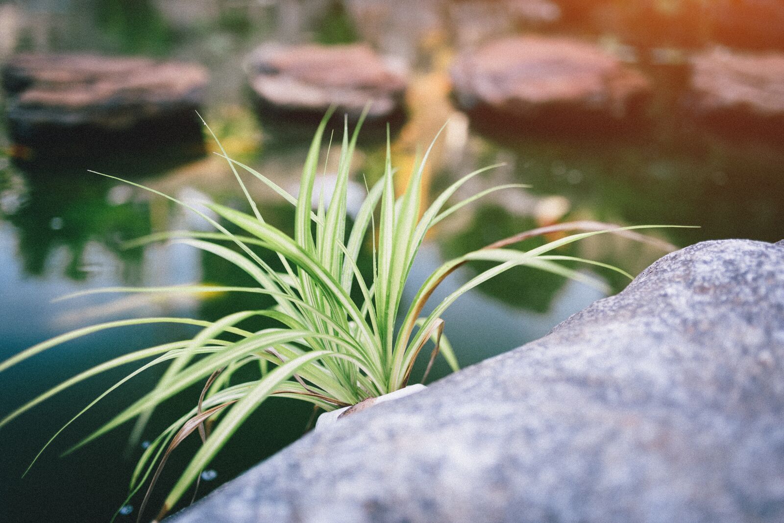 Nikon D750 sample photo. Grass, plant, rock photography
