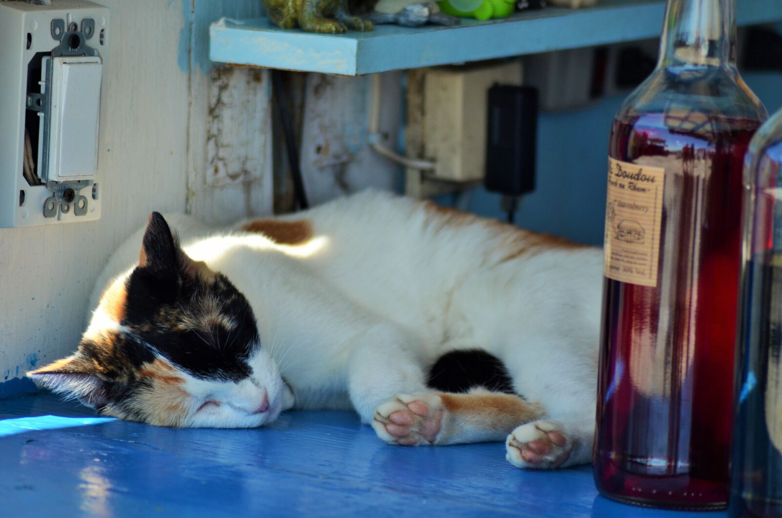 Nikon D5100 sample photo. Cat, nap cat, feline photography