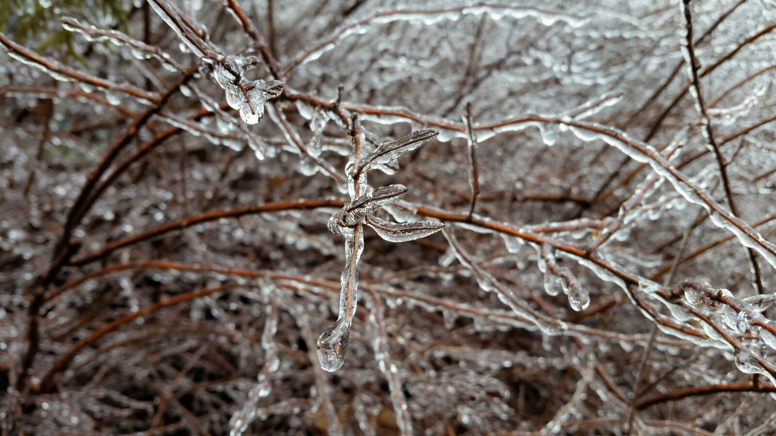 Samsung Galaxy S5 sample photo. Nature, frost, winter photography