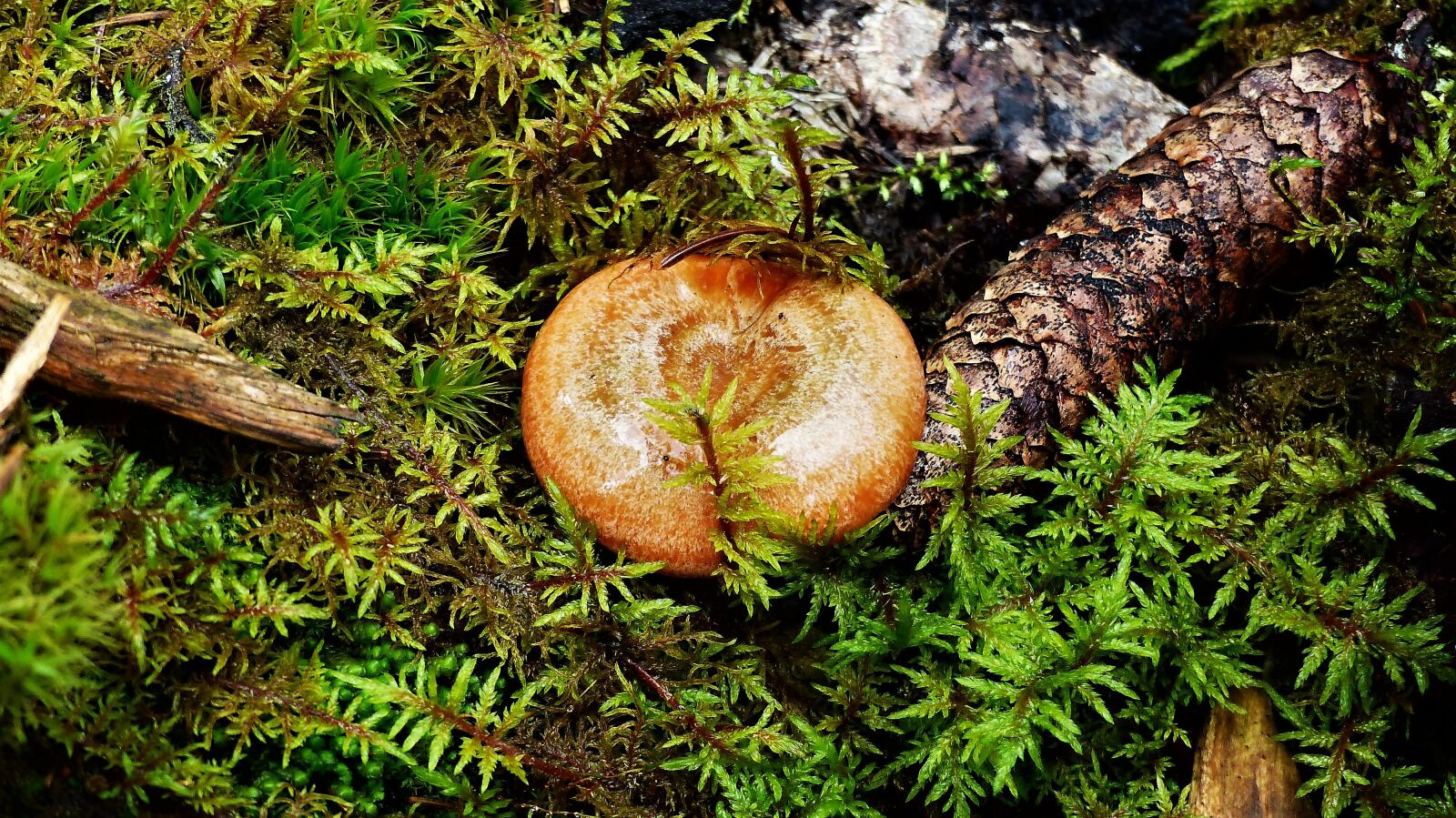 Panasonic Lumix DMC-FZ200 sample photo. Mushrooms, forest, nature photography