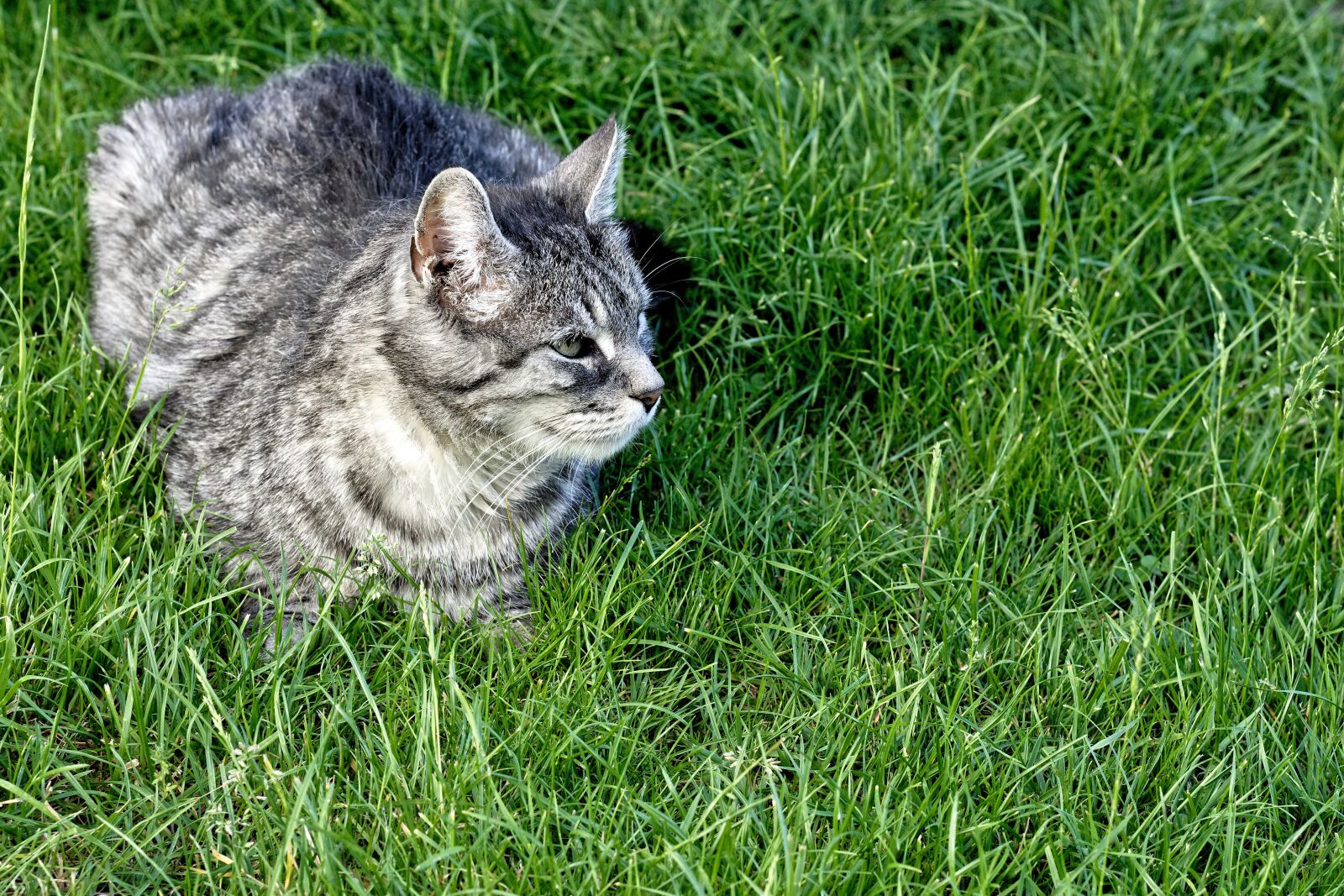 Nikon D7200 sample photo. Cat, enjoy the sun photography