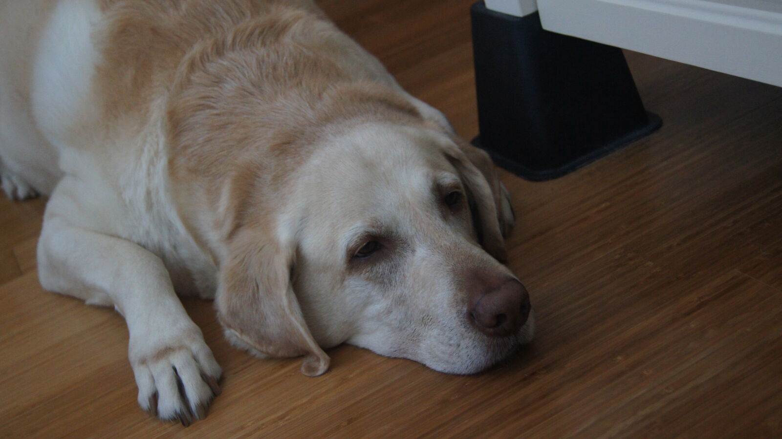 Sony SLT-A55 (SLT-A55V) sample photo