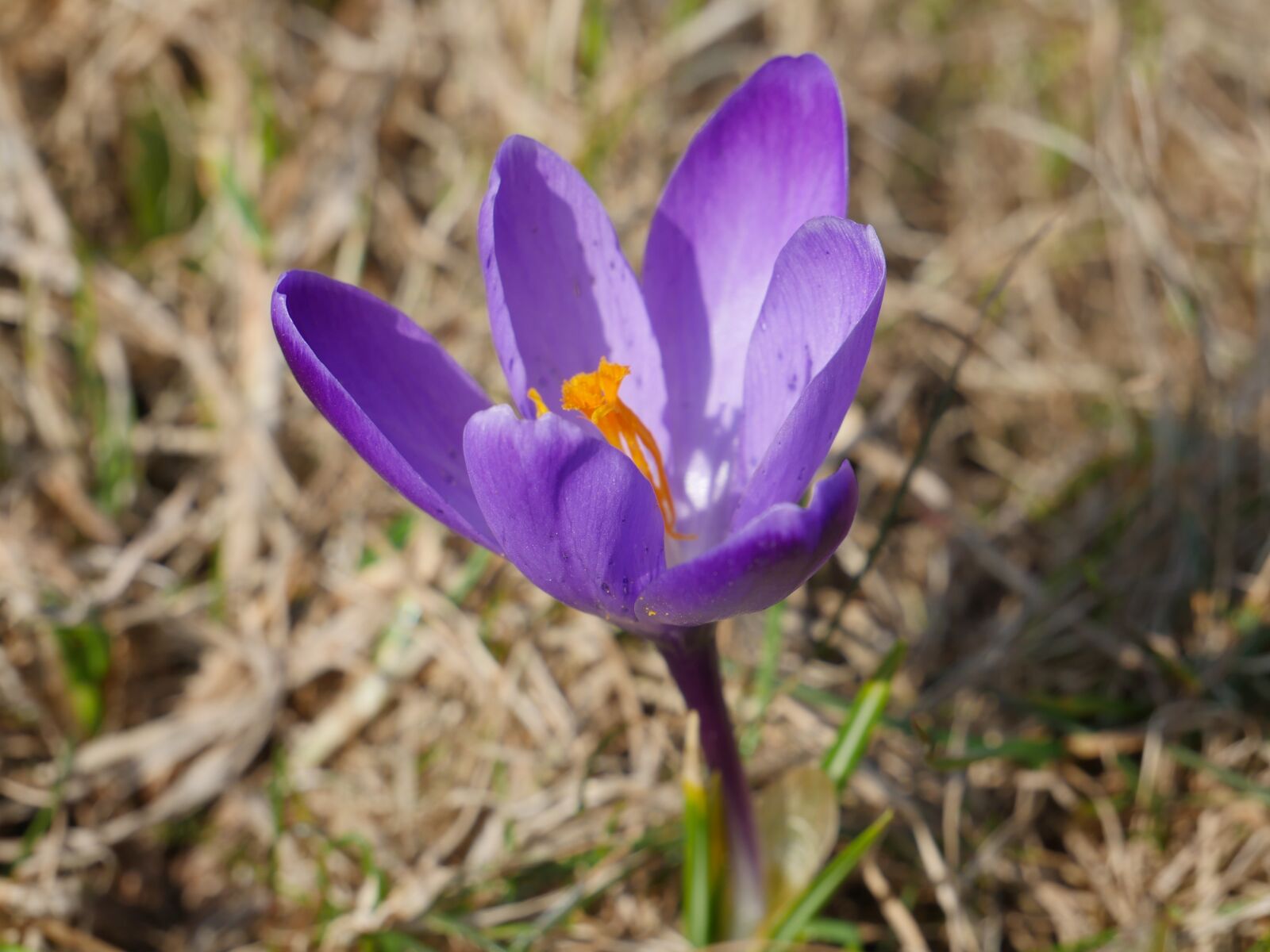 Panasonic Lumix DMC-GH4 sample photo. Nature, plant, flower photography