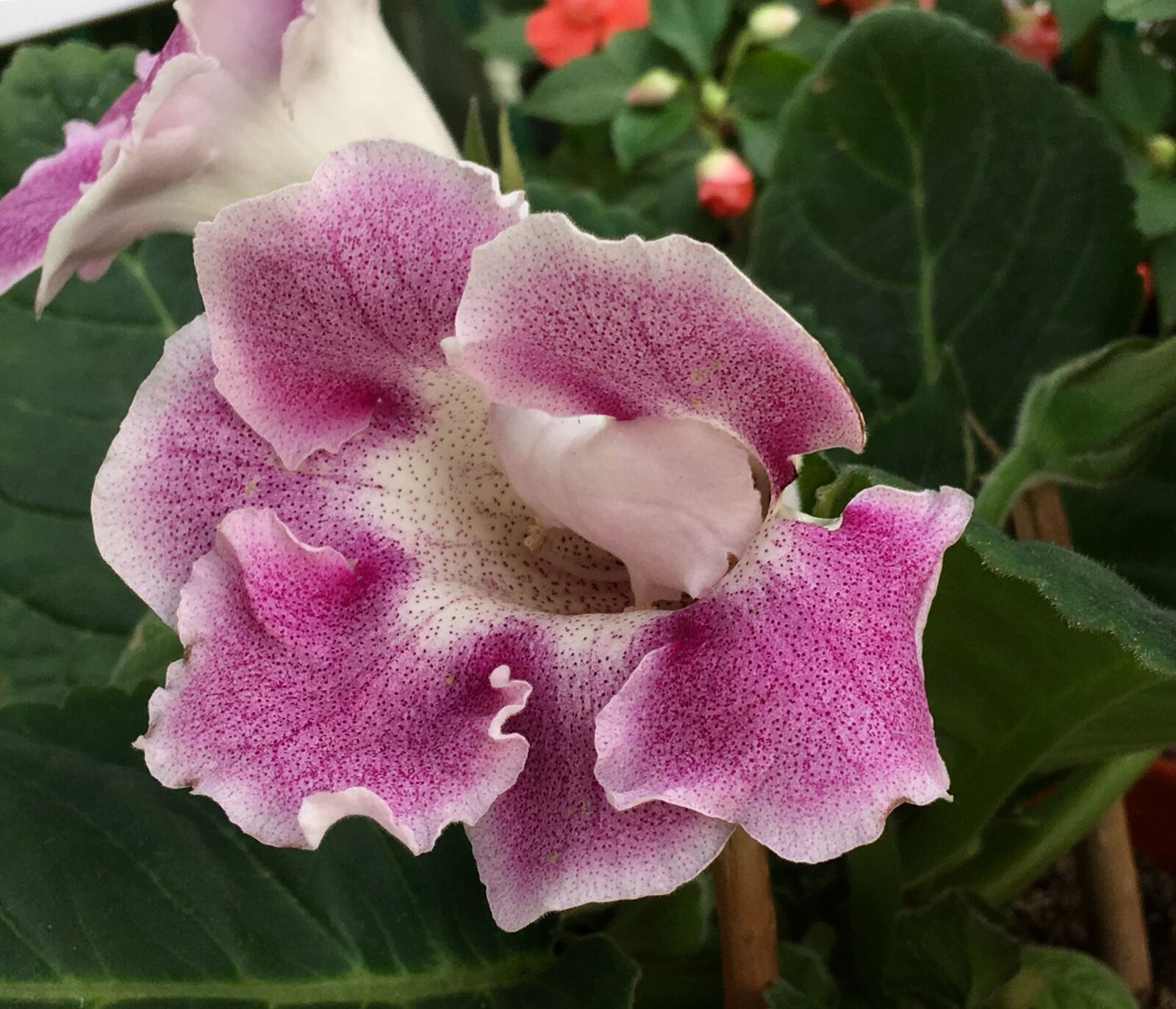 Apple iPhone 6s Plus sample photo. Flower pink, pints, flower photography