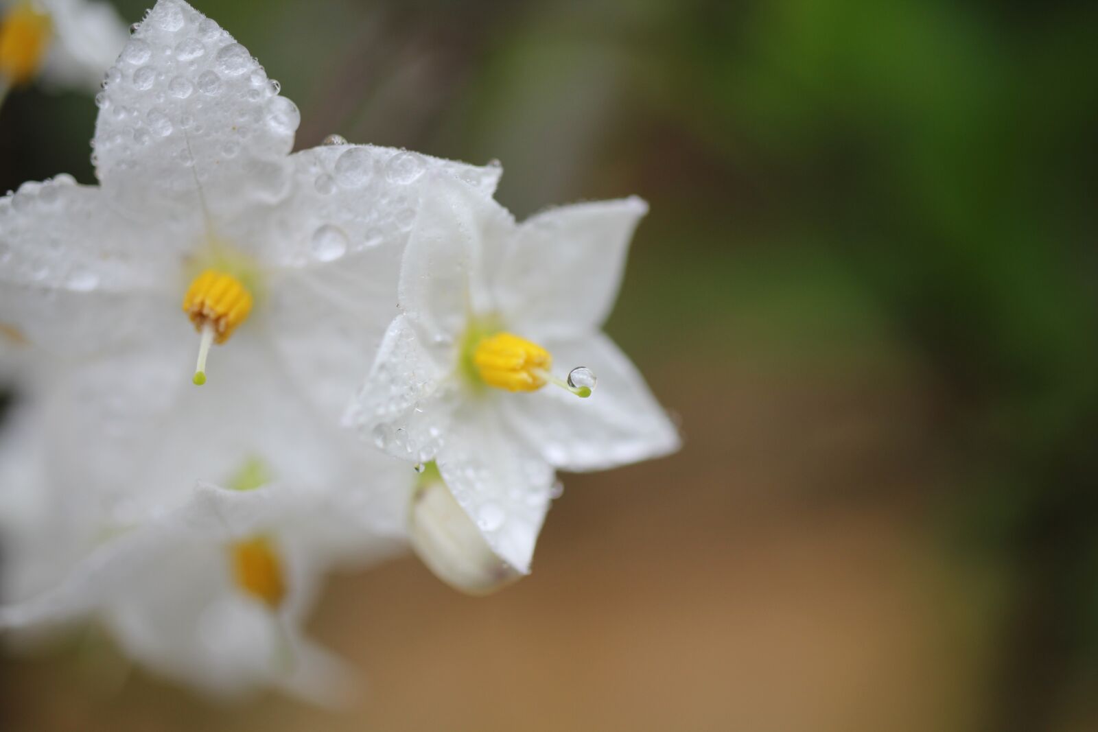 Canon EOS 550D (EOS Rebel T2i / EOS Kiss X4) sample photo. Flowers, petals, dew photography