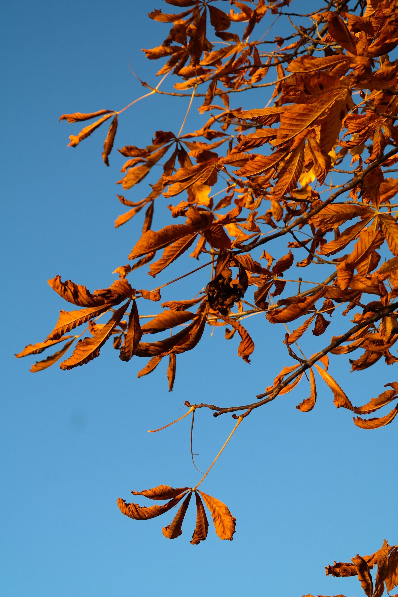 Samsung NX300 sample photo. Leaves, buckeye, fall leaves photography