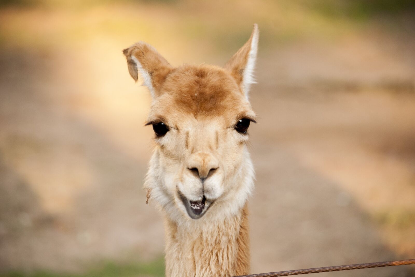 Nikon D80 sample photo. Zoo, animal, flame photography