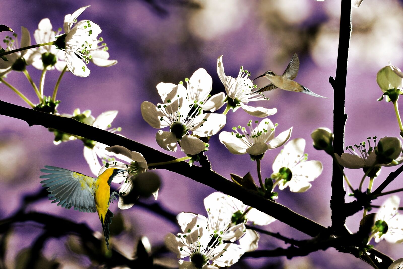 Pentax K-30 sample photo. Aves, beija, flores, birds photography