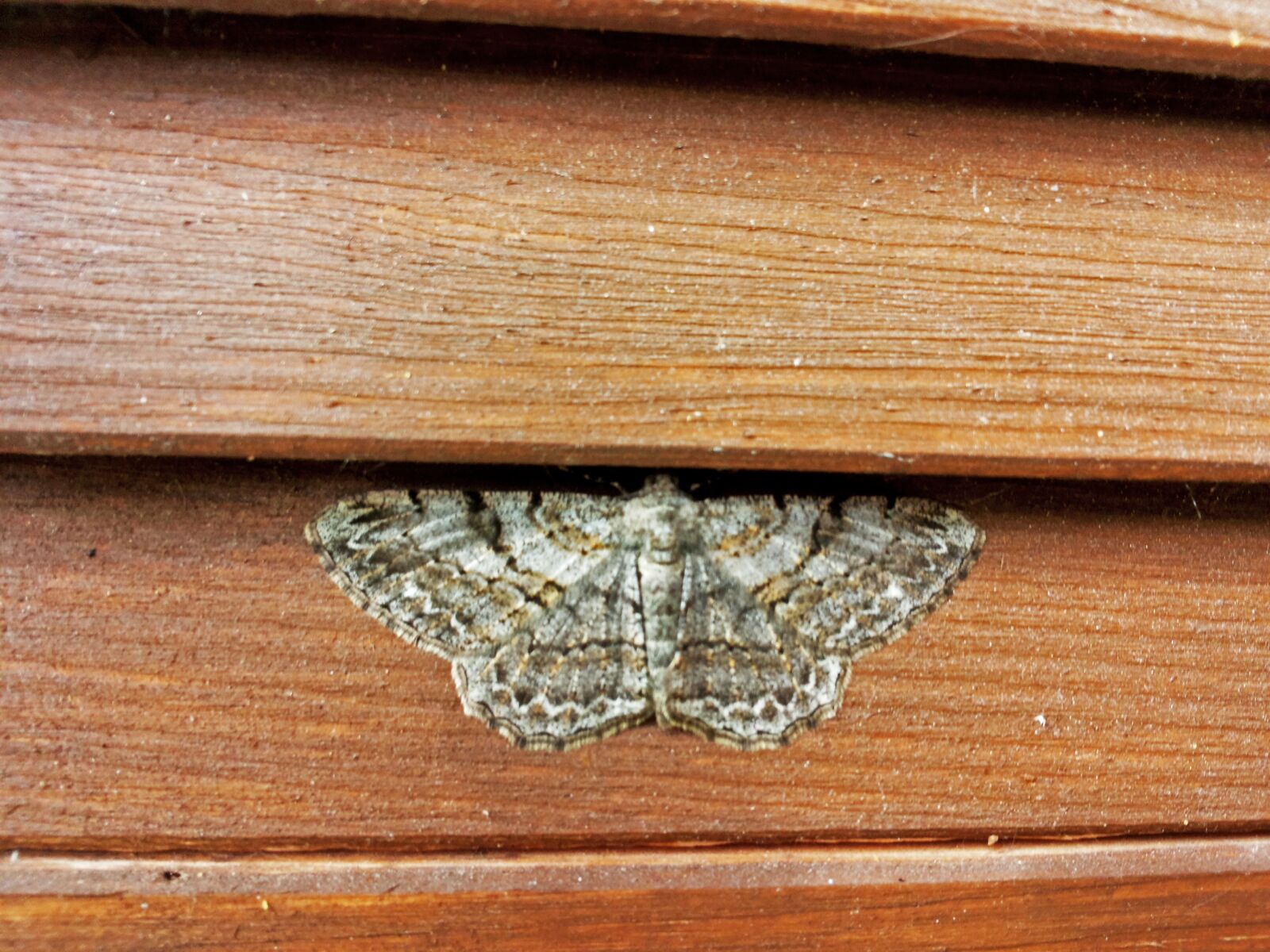 Samsung Galaxy S2 Plus sample photo. A moth, wood, insect photography
