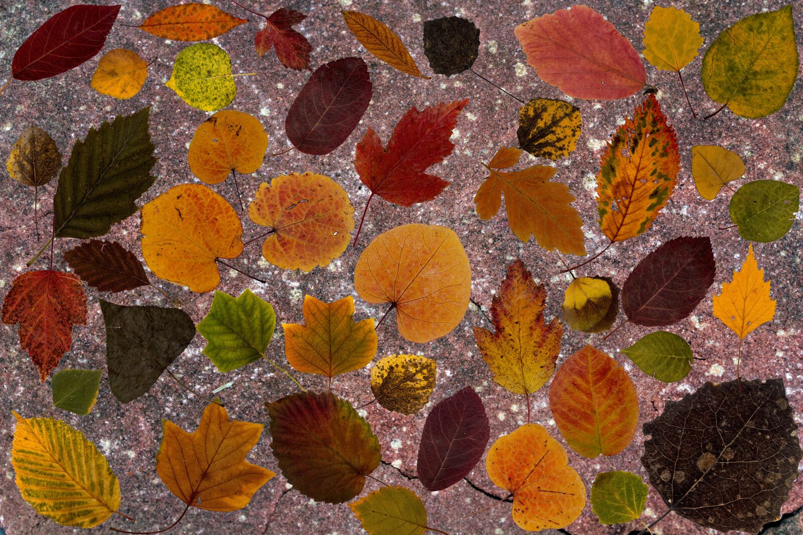 Canon EF-S 60mm F2.8 Macro USM sample photo. Leaves, colorful, dry leaves photography