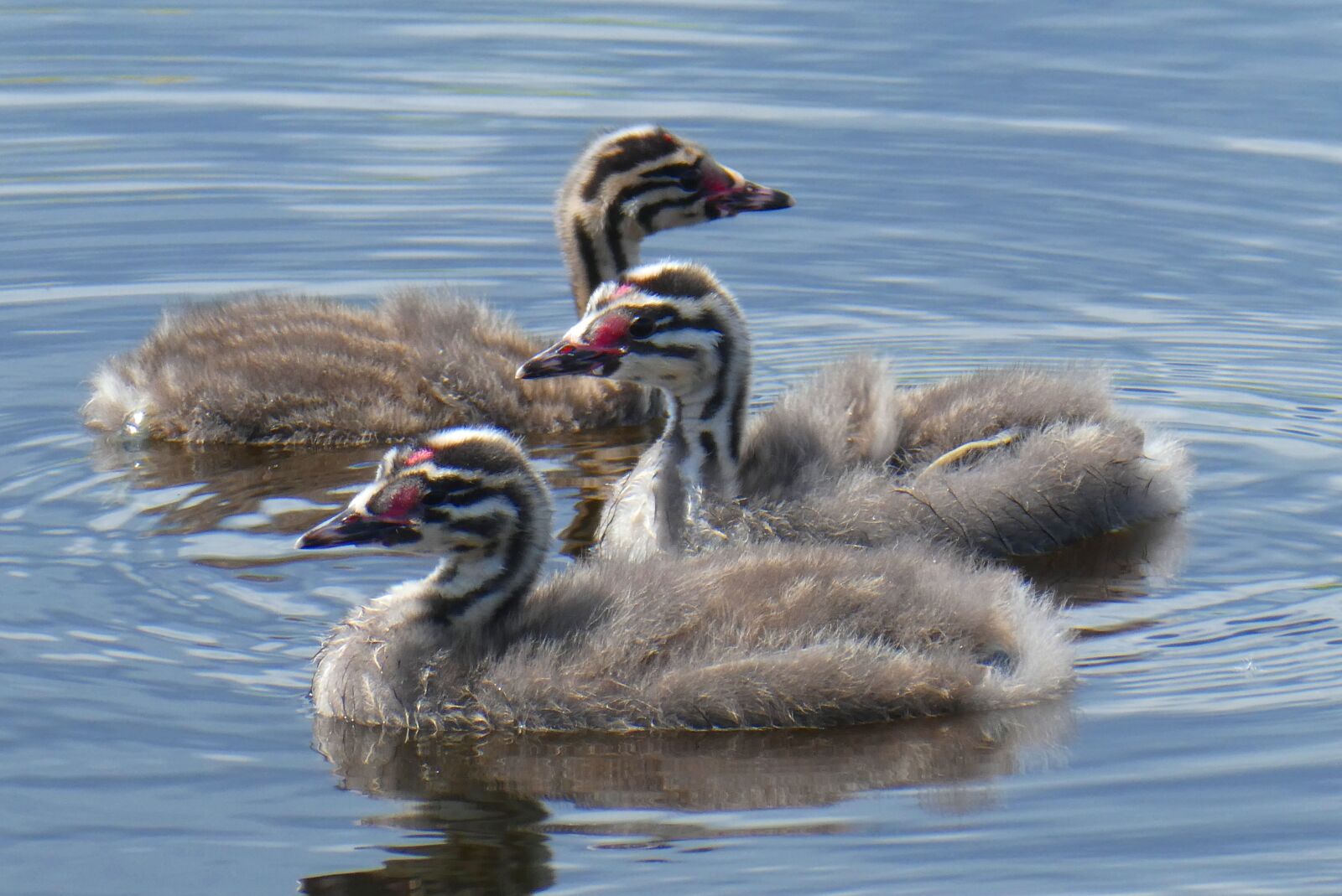 Panasonic Lumix DC-ZS70 (Lumix DC-TZ90) sample photo. A young great crested photography