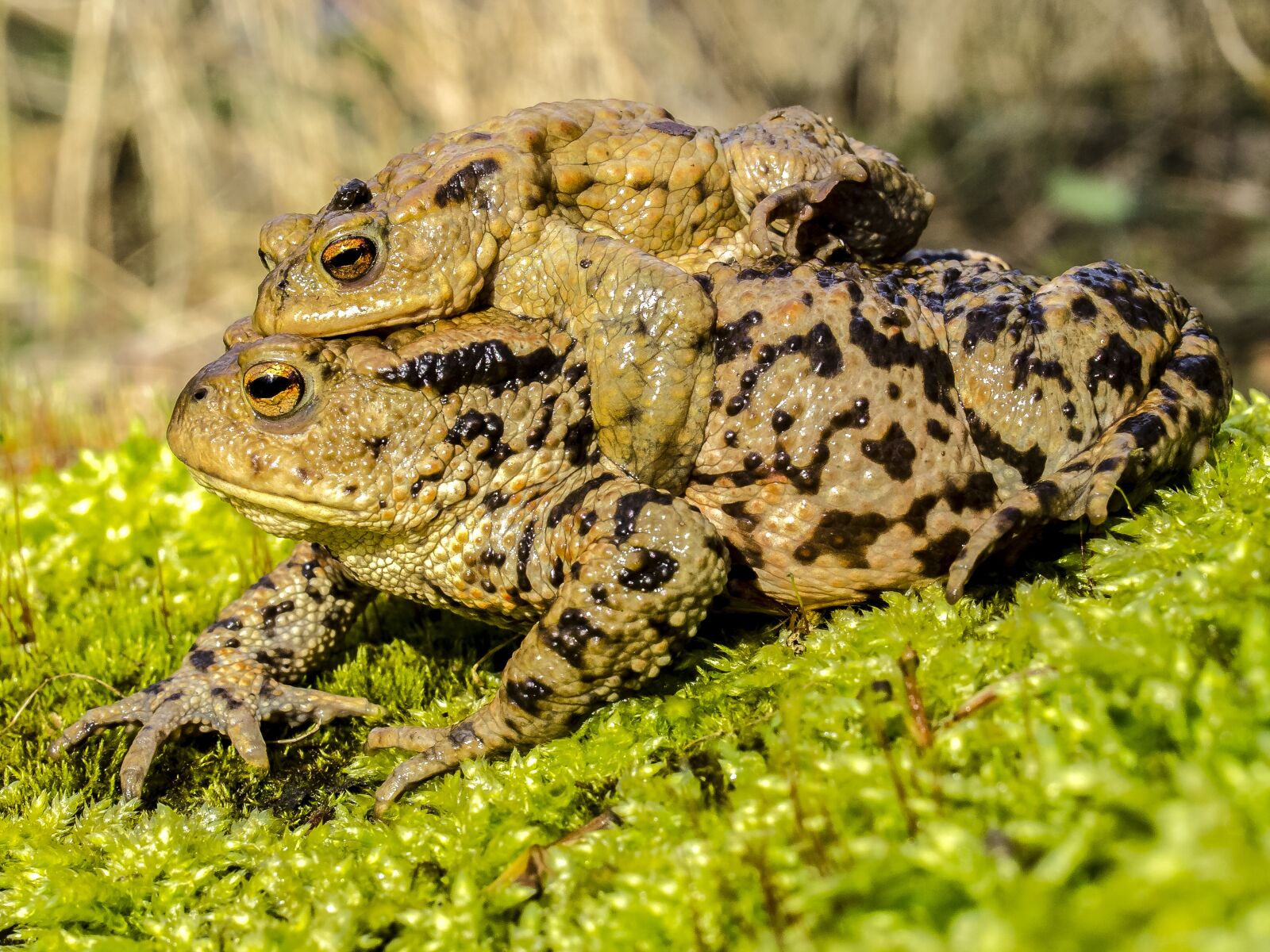 Olympus E-5 sample photo. Common toad, toad, amphibians photography