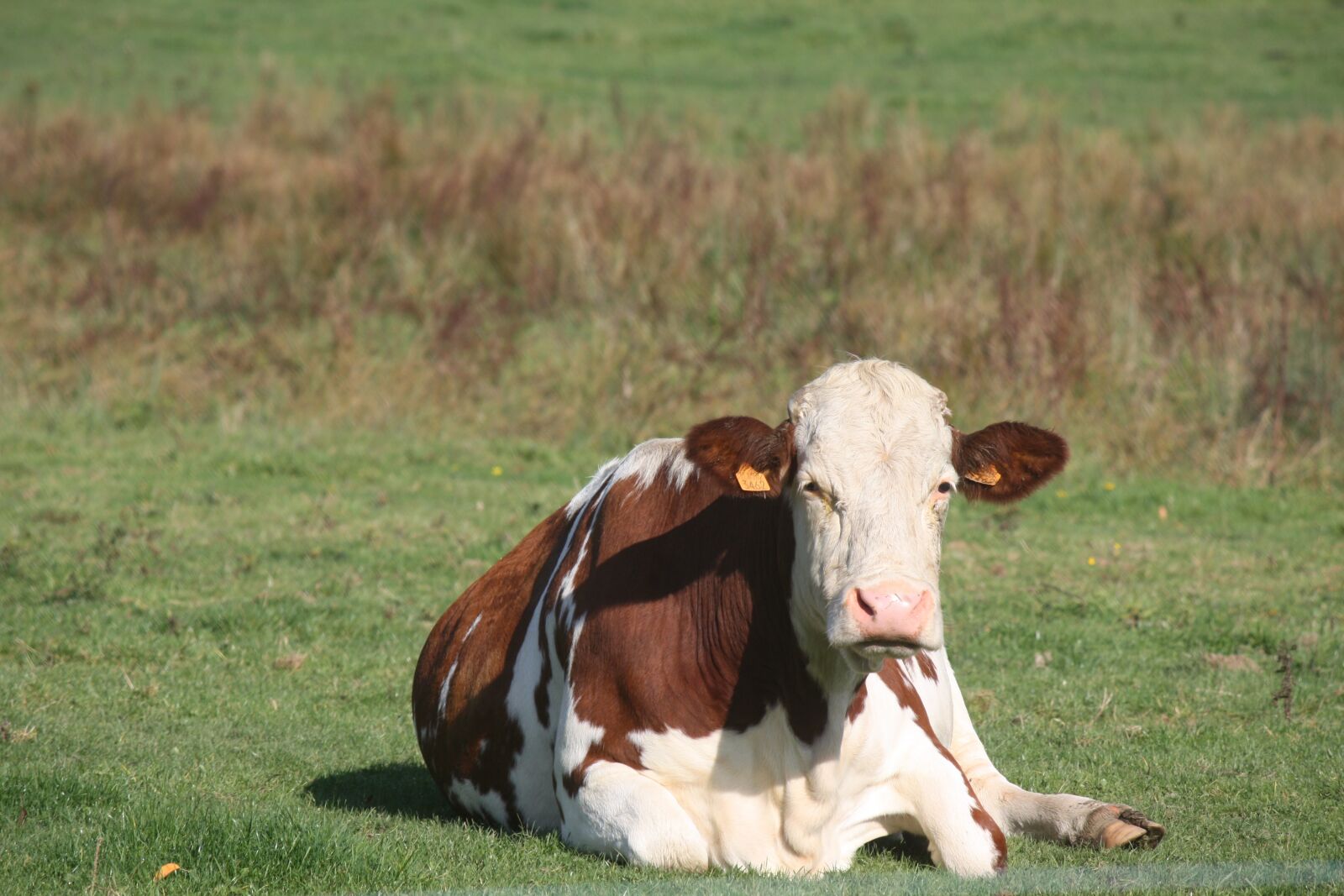 Canon EOS 450D (EOS Rebel XSi / EOS Kiss X2) sample photo. Cattle, cow, breeding photography