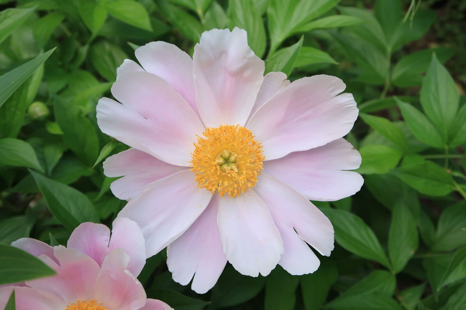 Canon PowerShot G7 X Mark II sample photo. Plant, natural, flowers photography