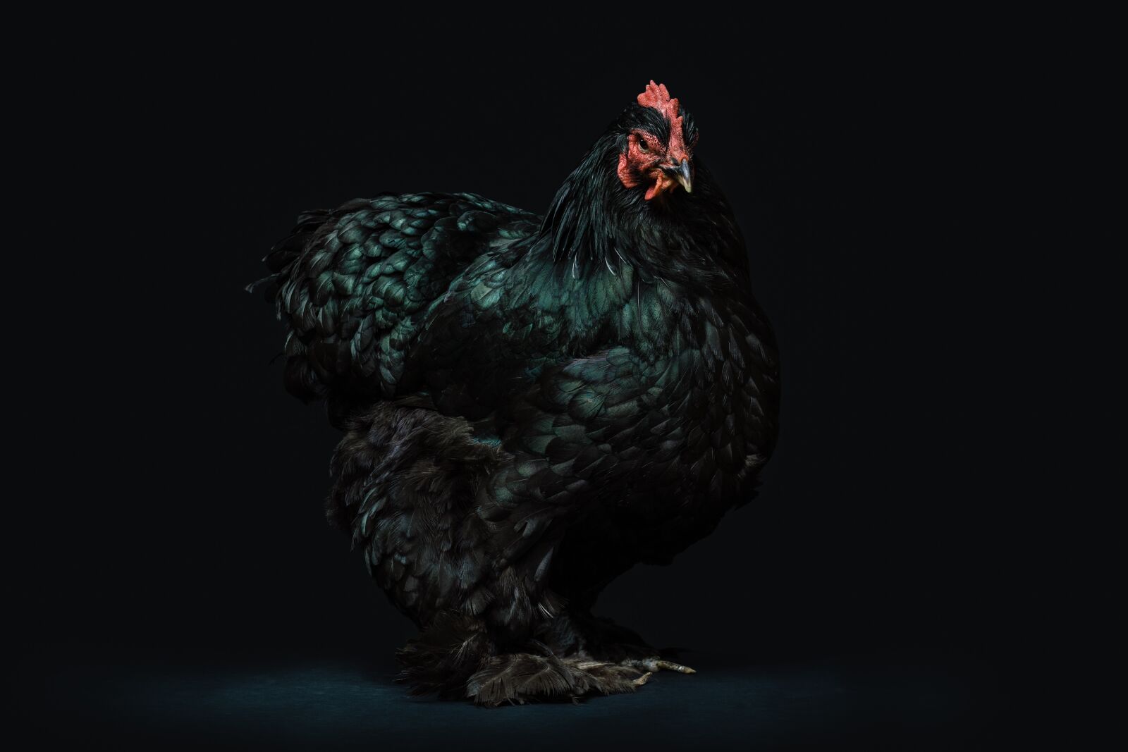 Sony a7 II + Sony Sonnar T* FE 55mm F1.8 ZA sample photo. Animal, avian, beak photography