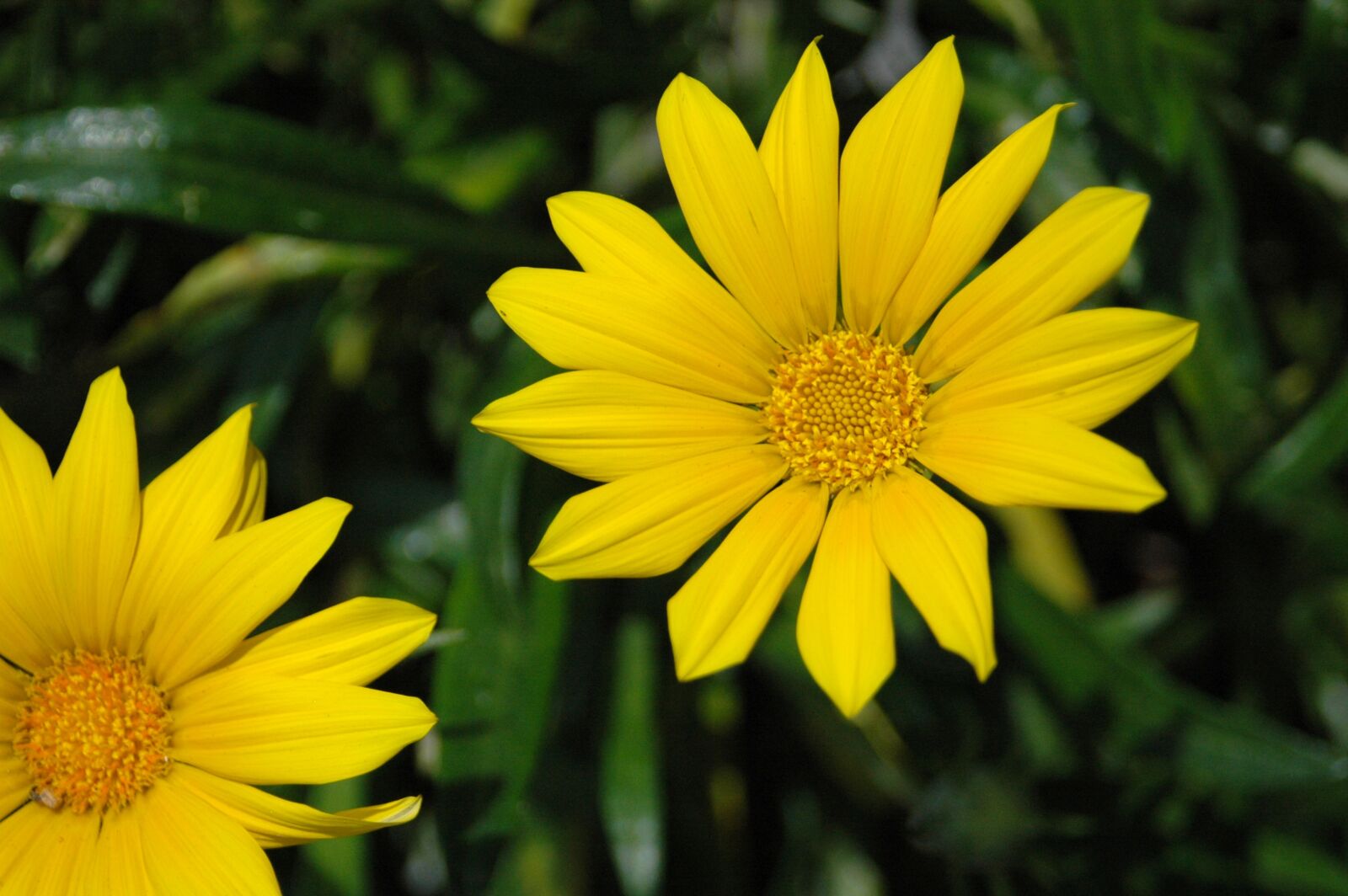 Nikon D70s sample photo. Daisy, flower, flora photography