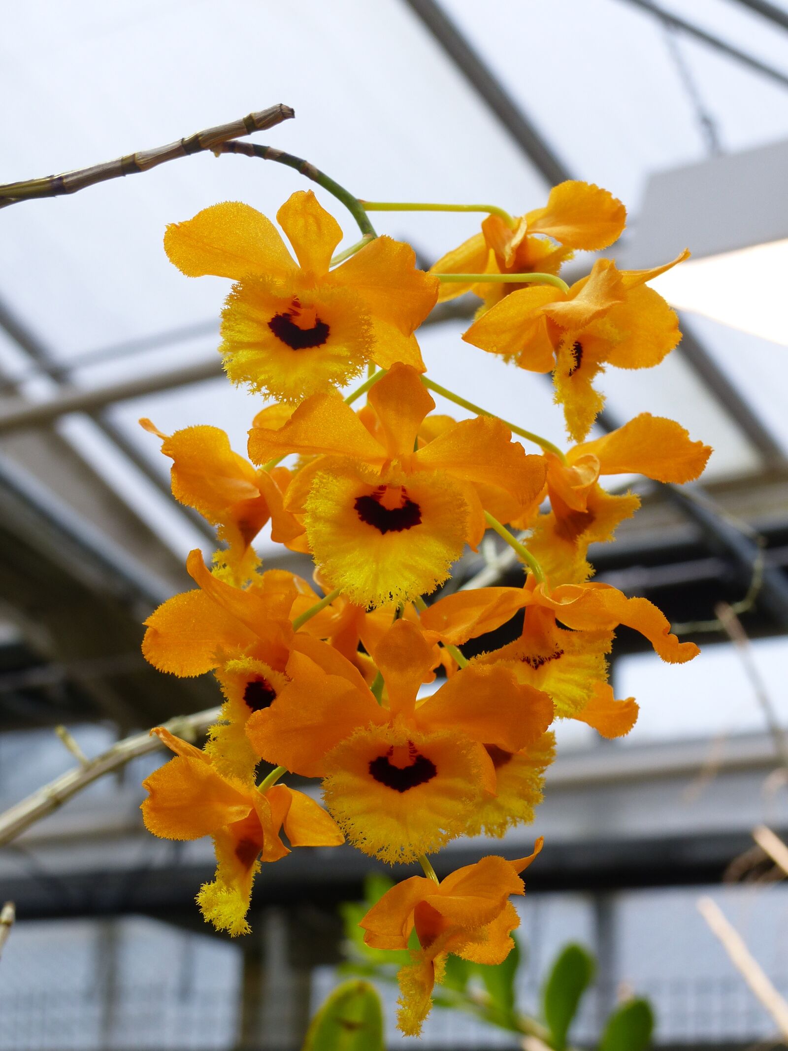 Panasonic Lumix DMC-FZ200 sample photo. Orkide, flowers, orange photography