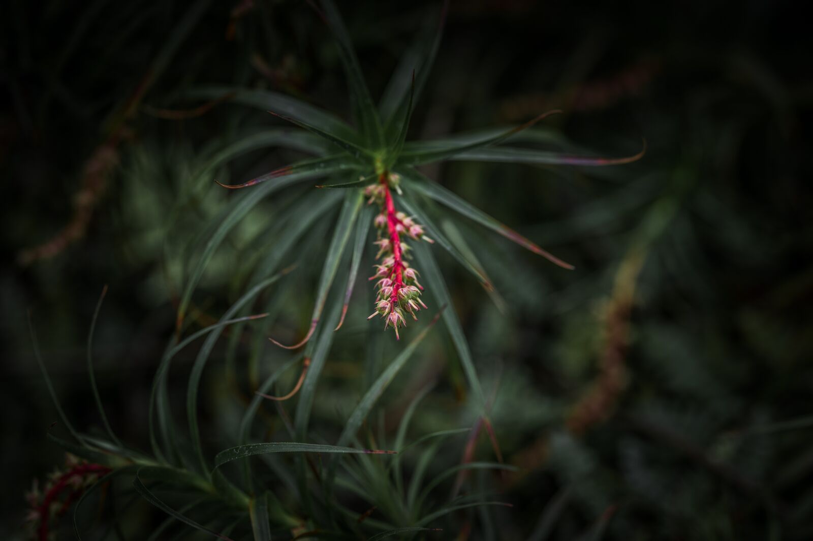 Nikon Z6 sample photo. Flower, garden, nature photography