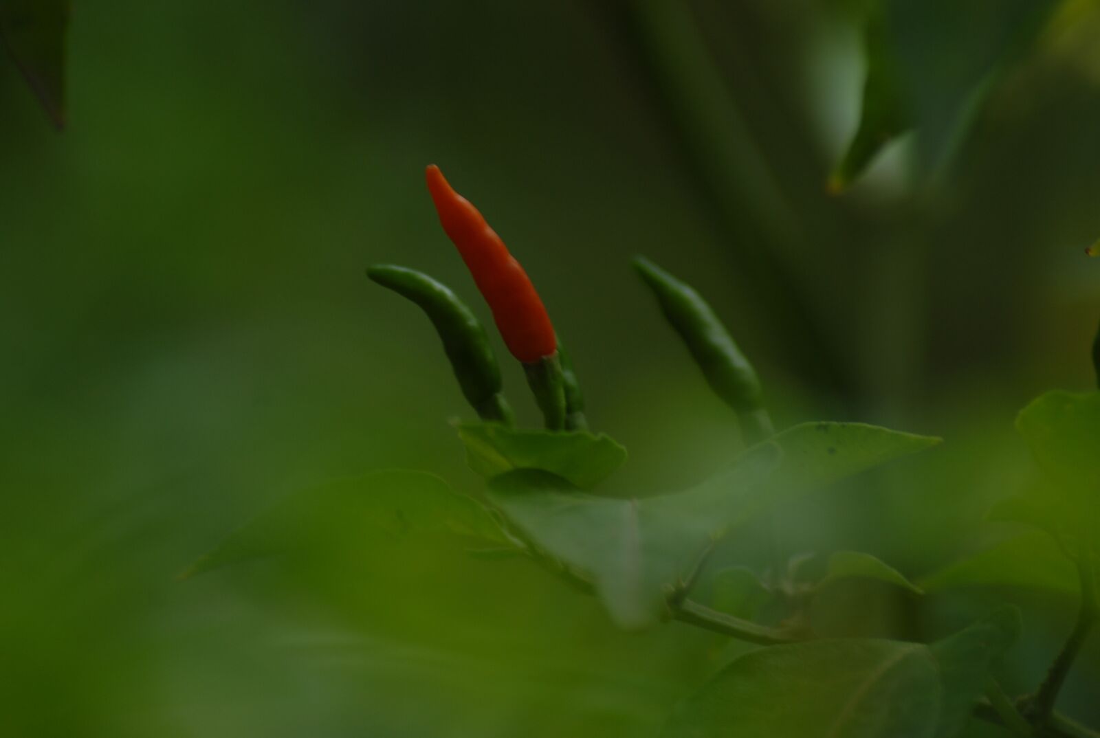Nikon D200 sample photo. Chiles, picoso, nature photography