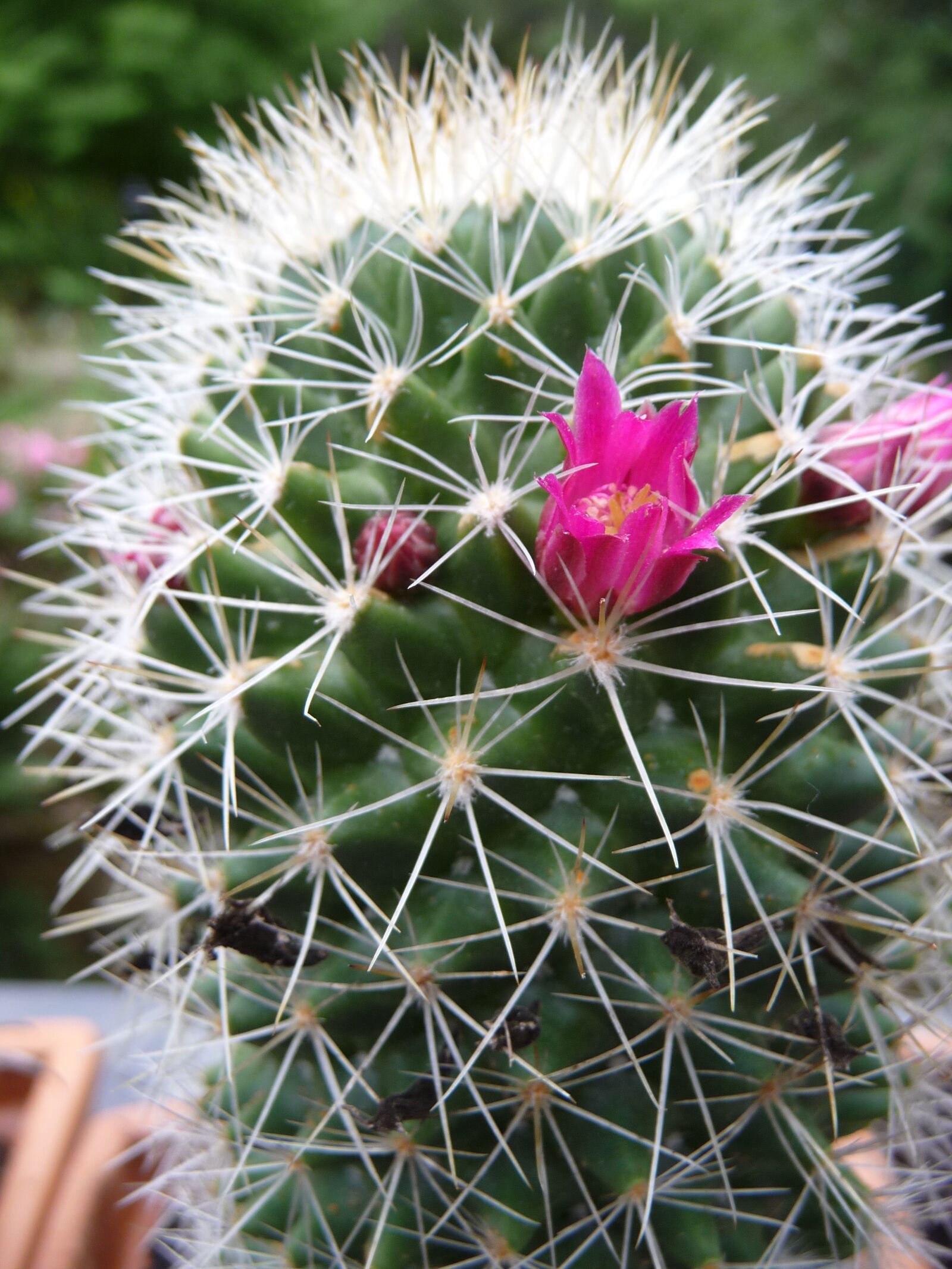 Panasonic Lumix DMC-TZ5 sample photo. Cactus, blossom, bloom photography