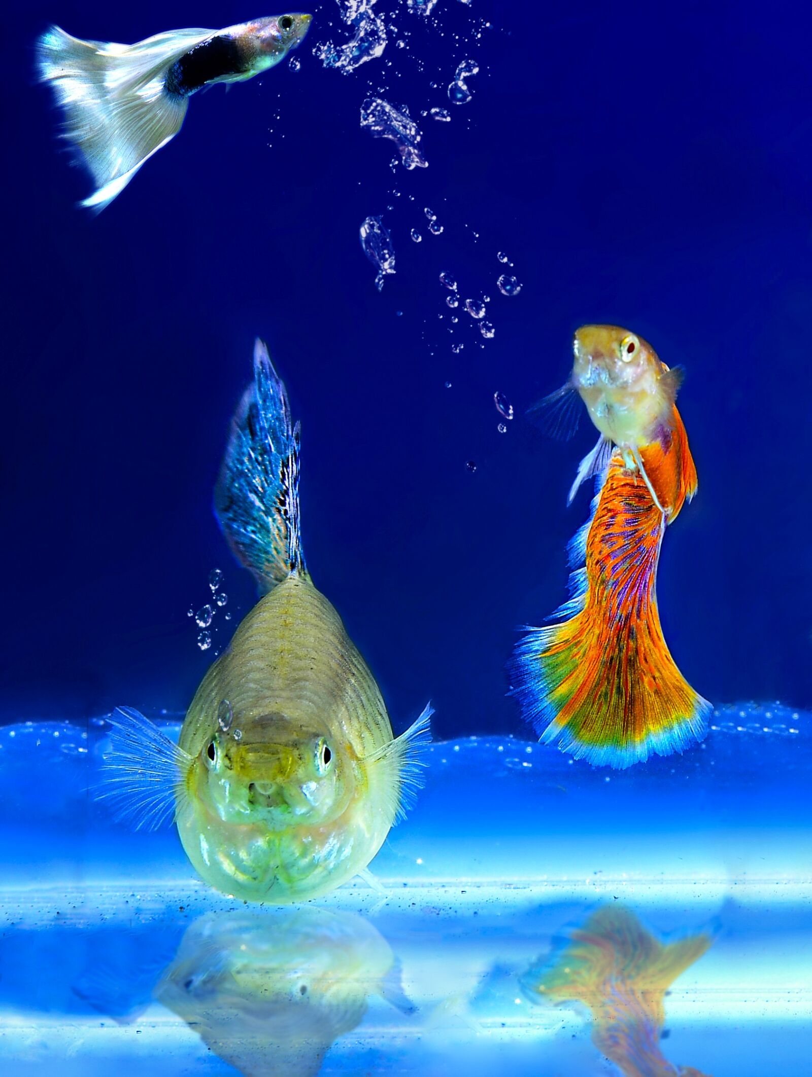 Nikon D800E sample photo. Aquarium, fish, ornamental fish photography
