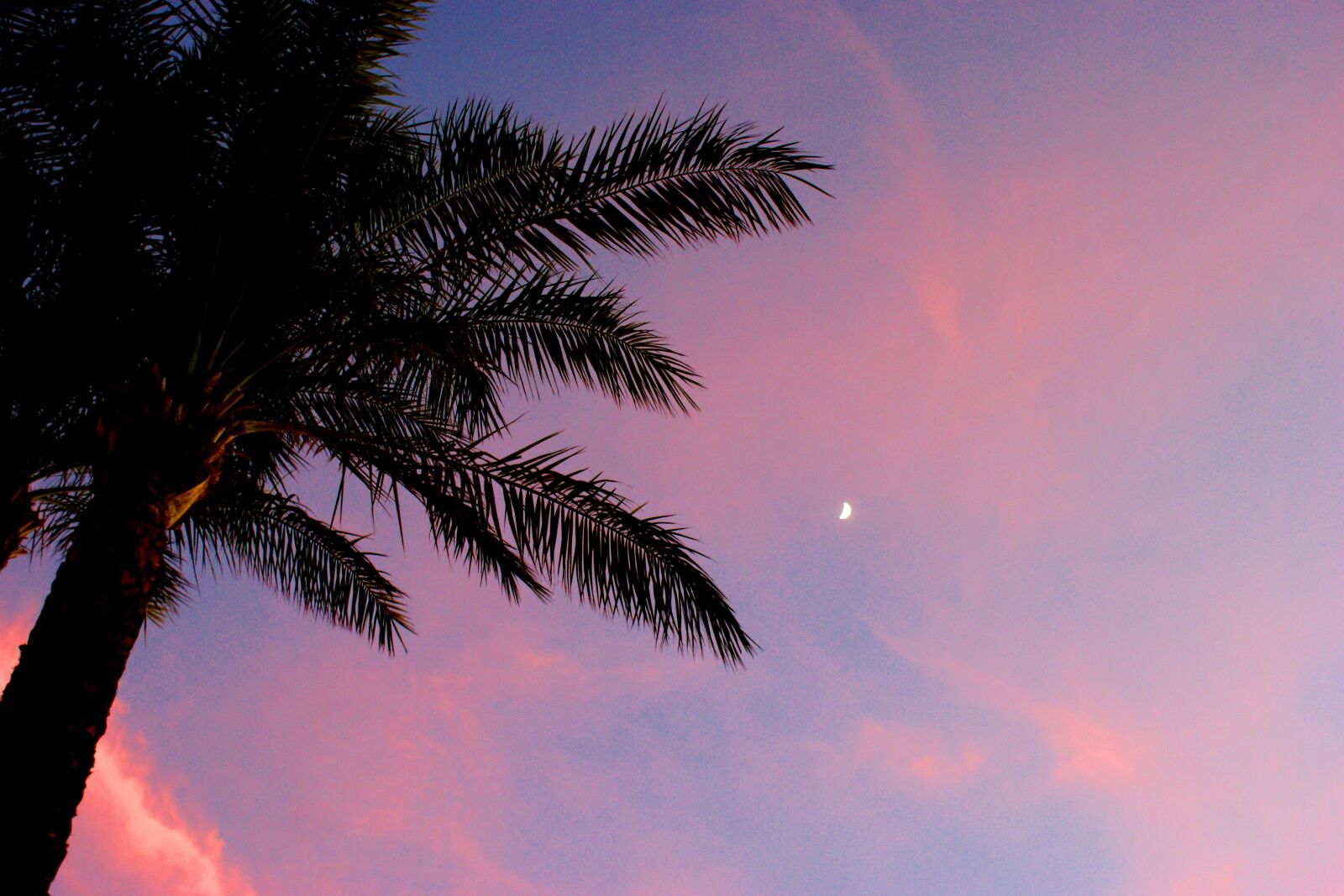 Sony Alpha DSLR-A350 sample photo. Palm, sunset, moon photography
