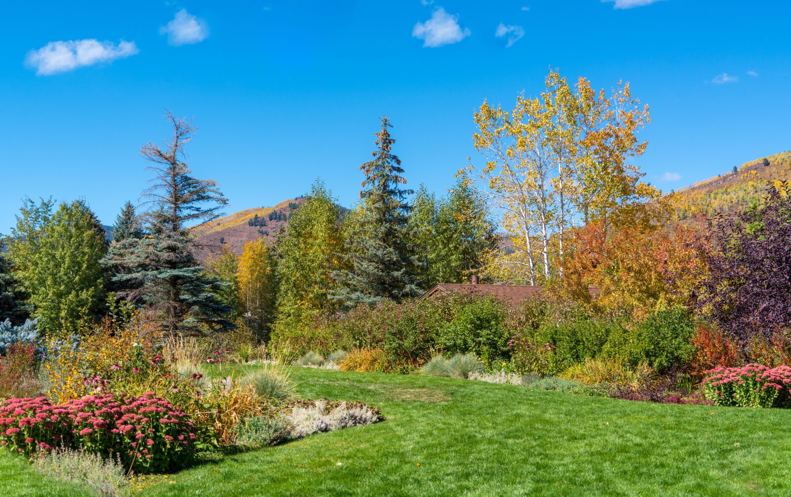 Sony a7R II + Sony FE 24-240mm F3.5-6.3 OSS sample photo. Vail, colorado, foliage photography