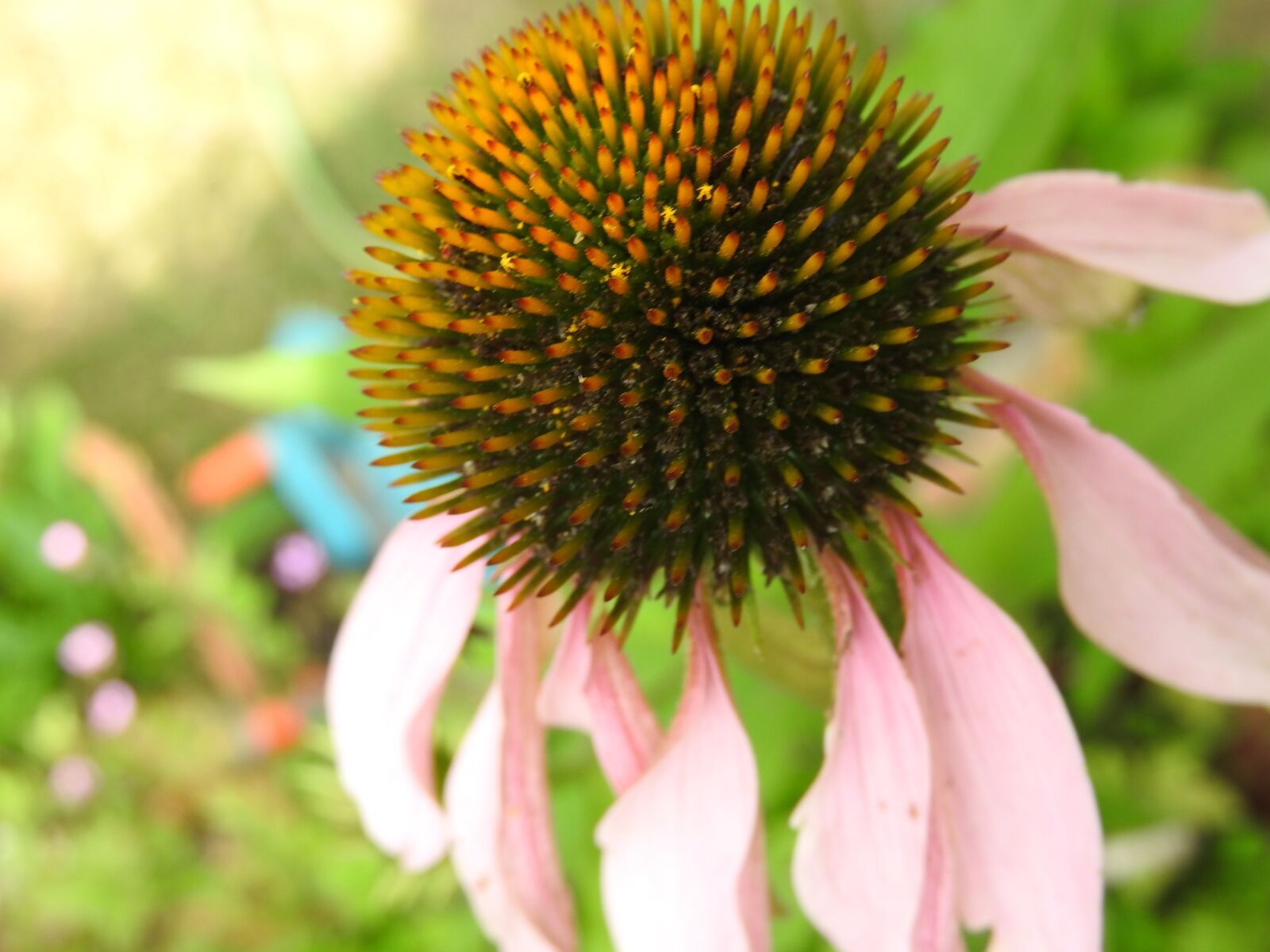 Nikon Coolpix P610 sample photo. Blossom, bloom, coneflower photography