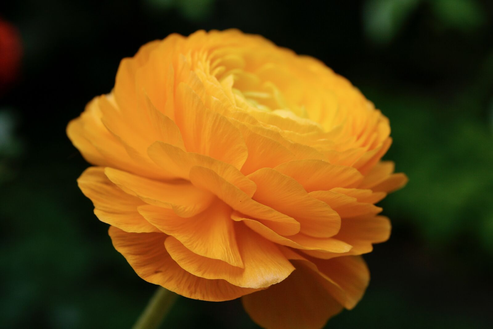 Canon EOS 400D (EOS Digital Rebel XTi / EOS Kiss Digital X) sample photo. Ranunculus, blossom, bloom photography