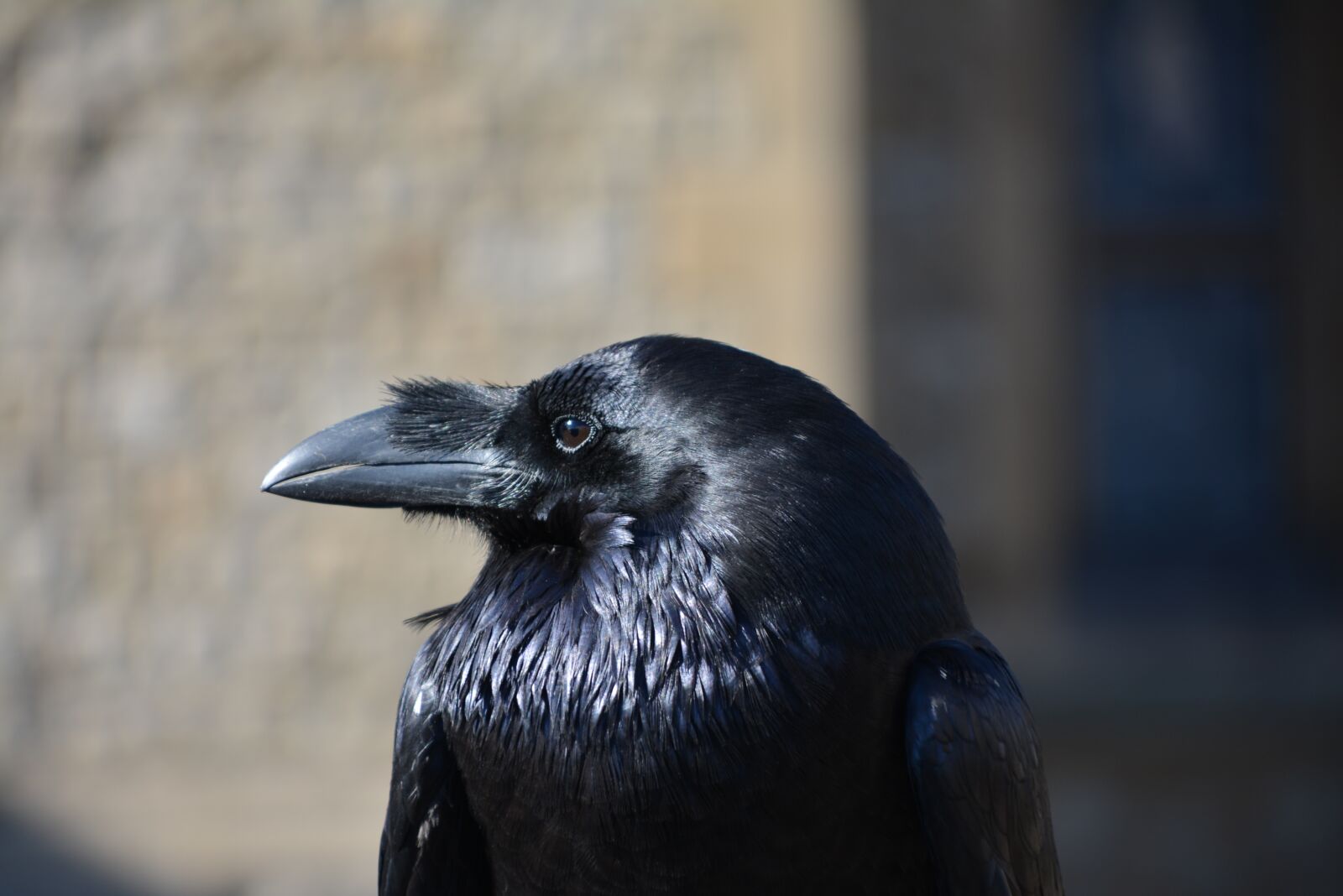 Nikon D5200 sample photo. Raven, bird, animal photography