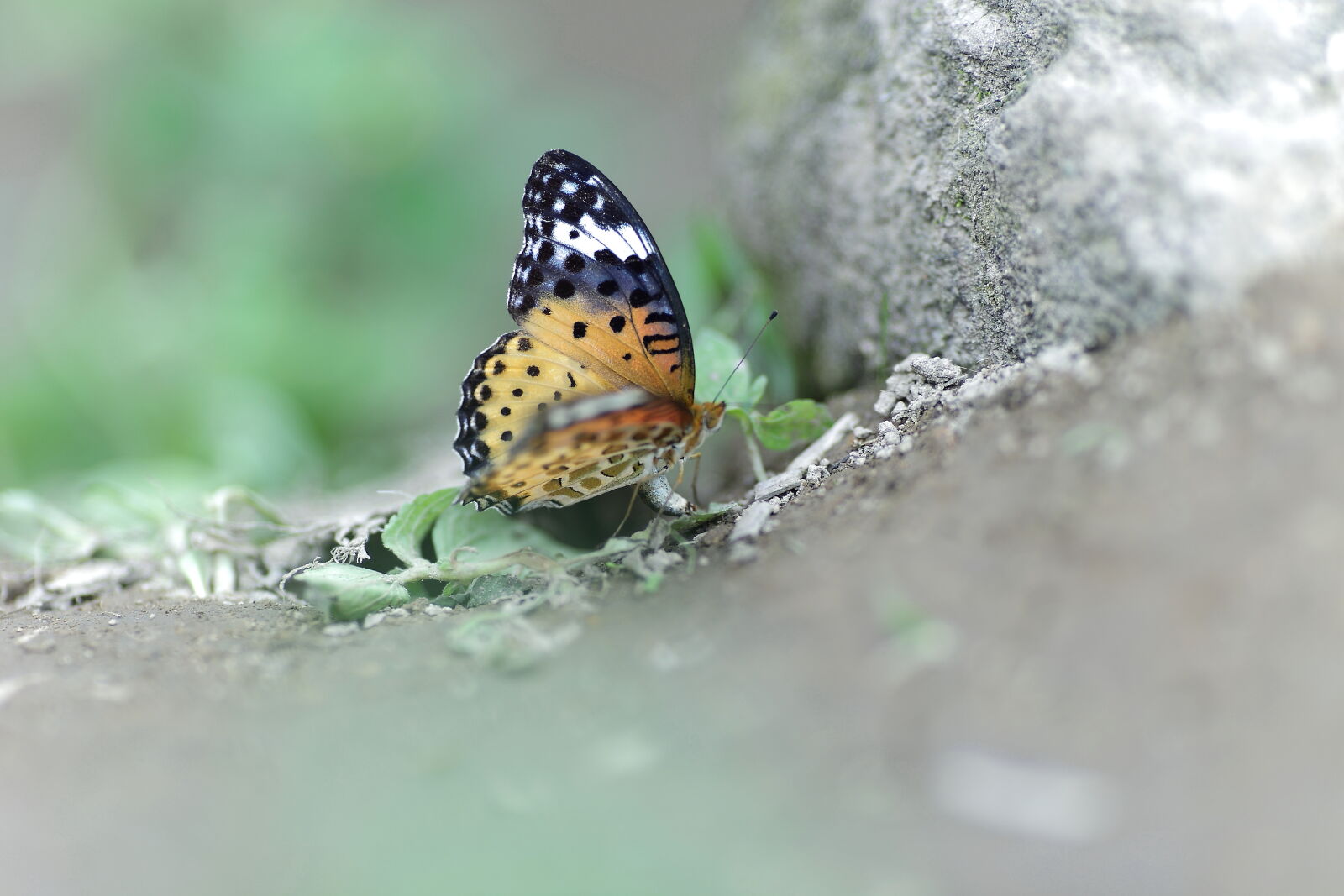 Canon EF 135mm F2L USM sample photo