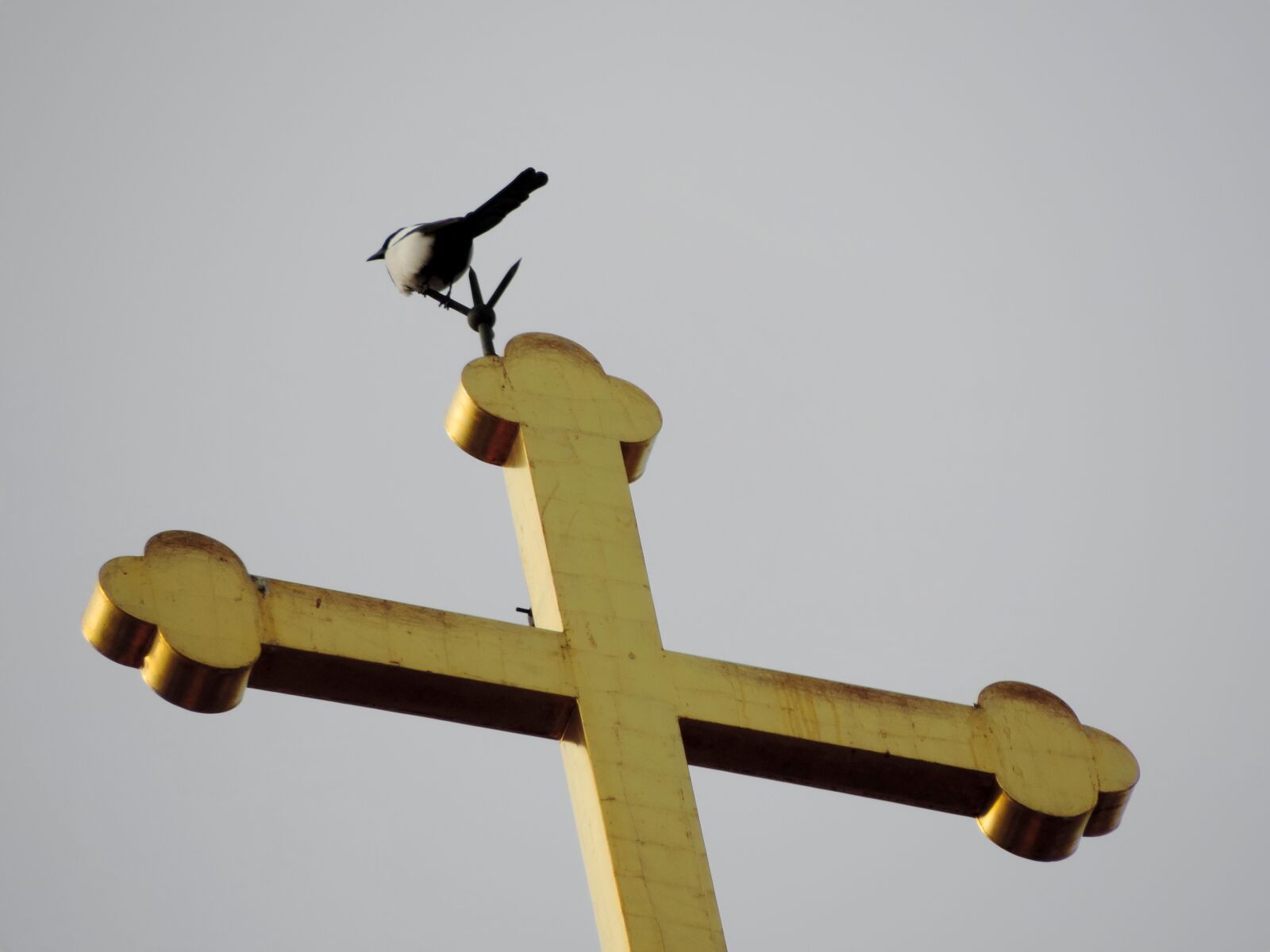 Nikon Coolpix P520 sample photo. Gold, bird, daylight, cross photography