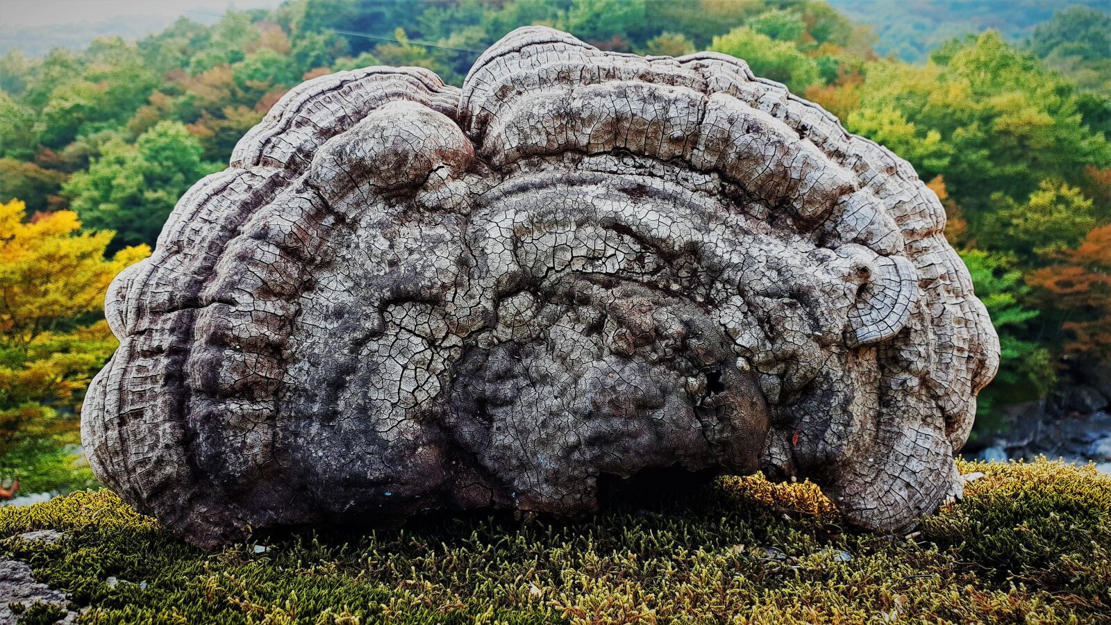 Samsung Galaxy S9 sample photo. Mushroom, nature, medicinal mushroom photography