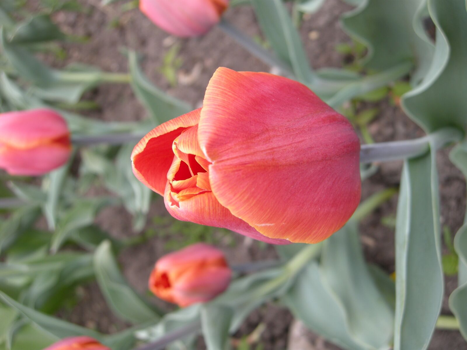 Nikon COOLPIX P5100 sample photo. Red, flower, tulip photography