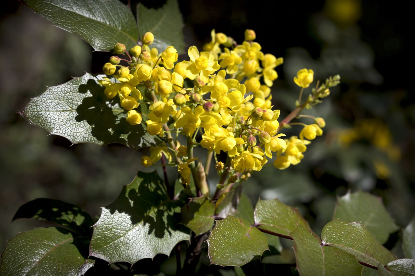 Canon EOS 6D sample photo. Flowers, nature, spring photography