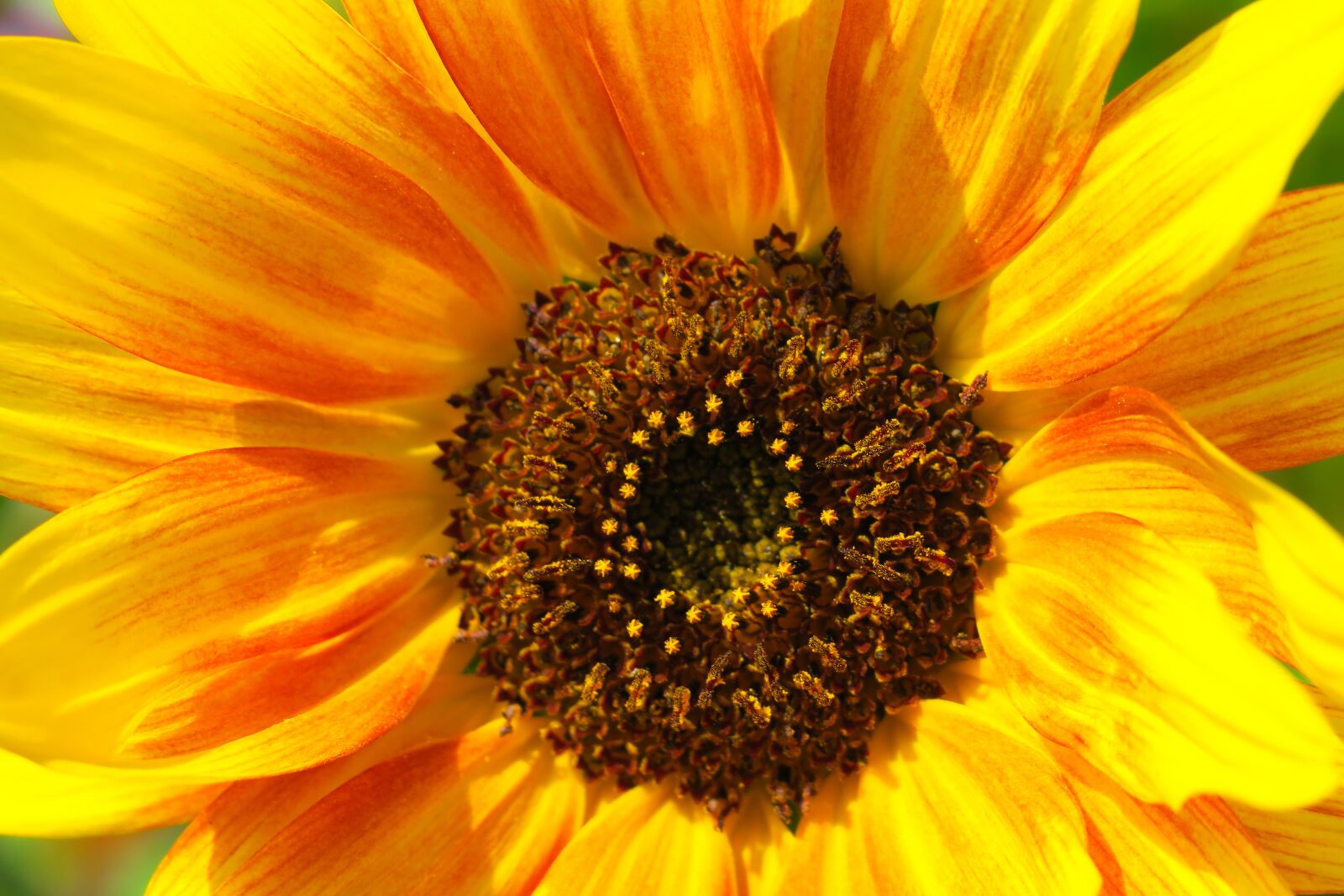 Canon PowerShot G3 X sample photo. Sunflower, shining, rays photography