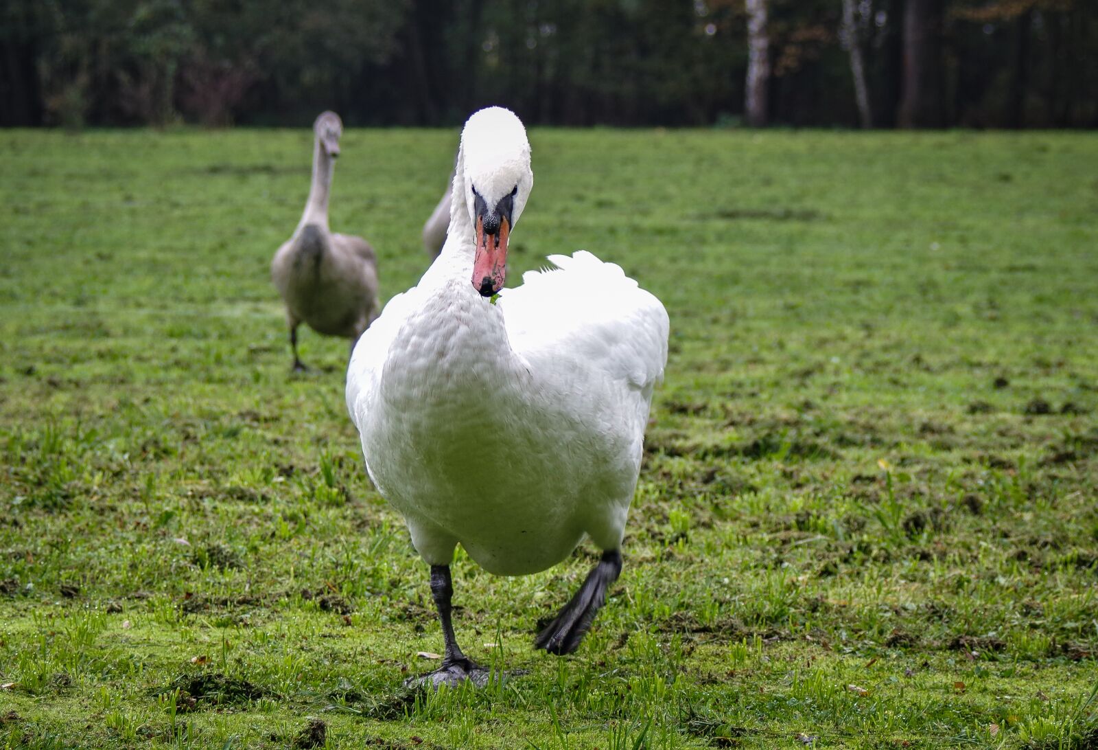 A Series Lens sample photo. Swan, attack, to protect photography