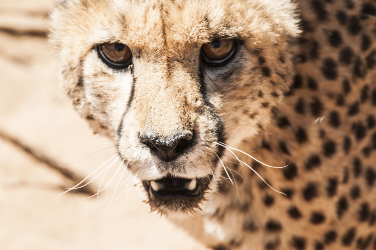 Nikon D300 sample photo. Cheetah, cat, big cat photography