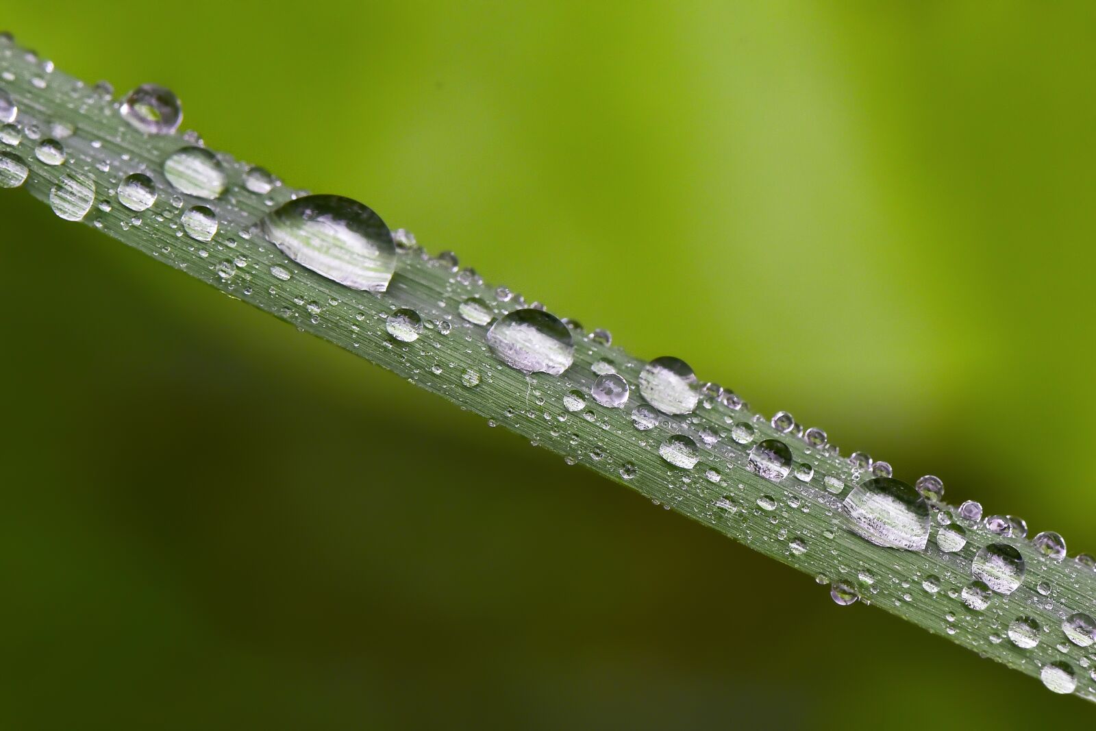 Nikon D750 sample photo. Macro, wallpaper, sudamlası photography