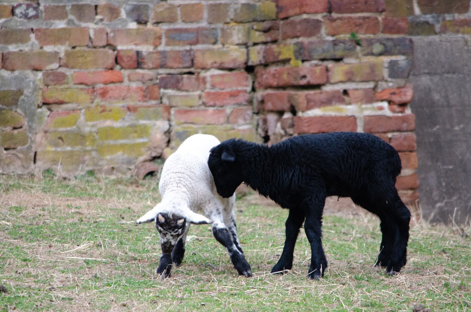 Nikon D7000 sample photo. Sheep, lamb, baby photography