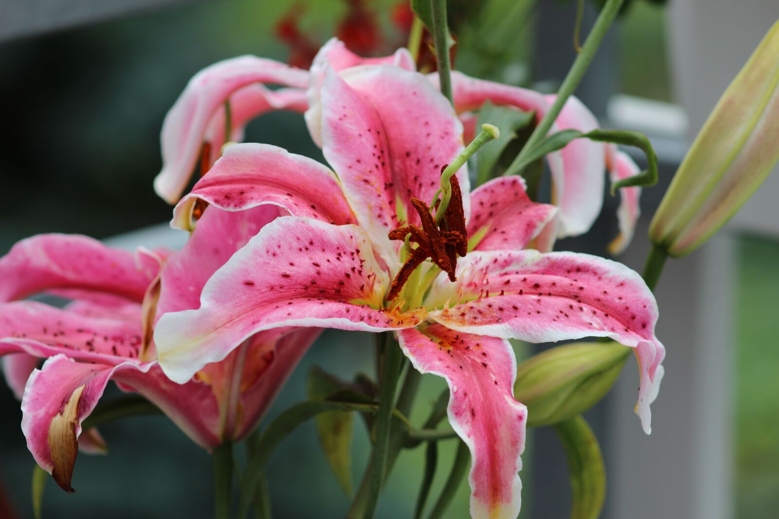 Canon EOS 100D (EOS Rebel SL1 / EOS Kiss X7) + Canon EF 75-300mm f/4-5.6 sample photo. Lily, flower, blooming photography